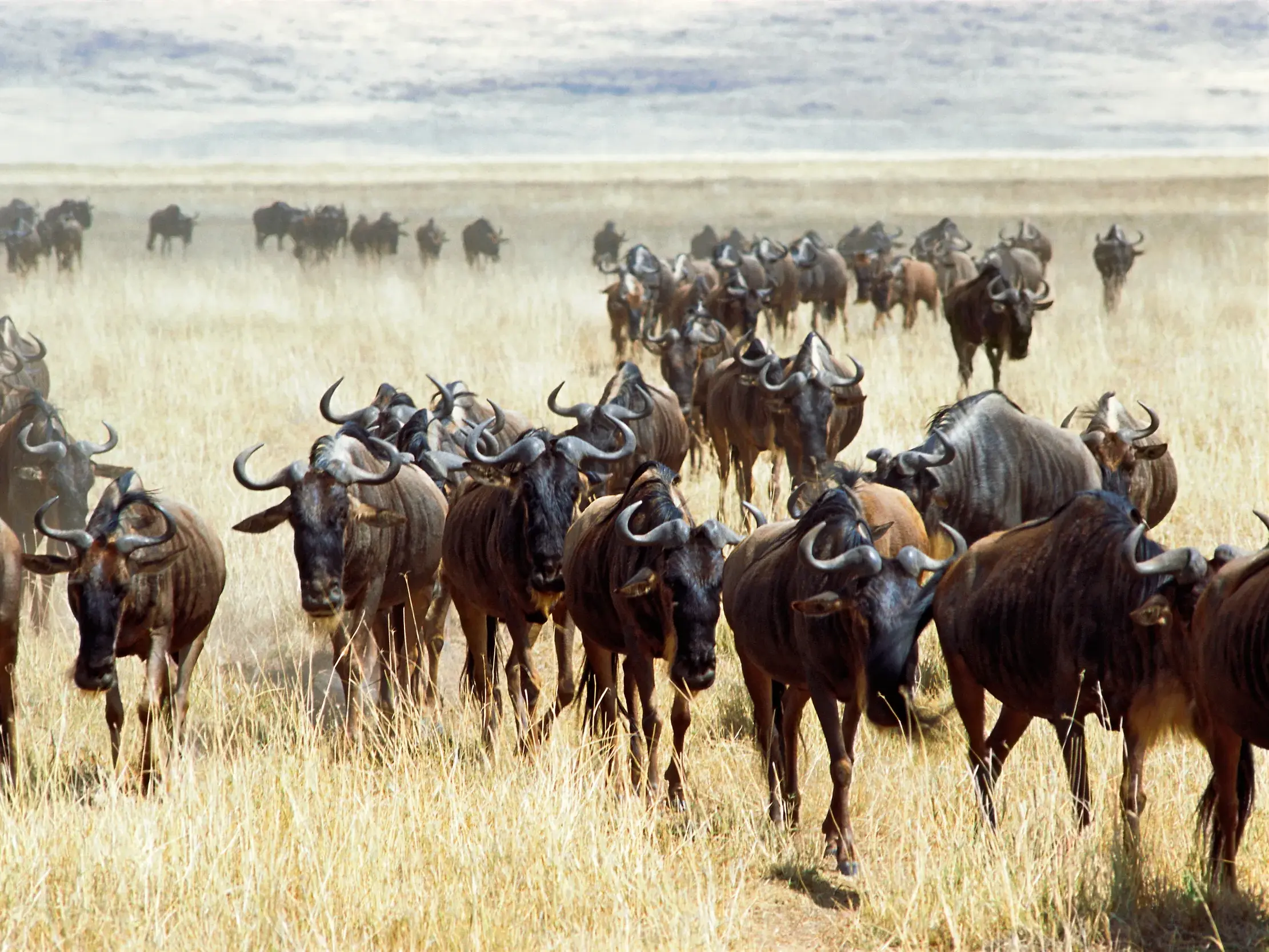 Eine große Gnu-Herde auf ihrer Wanderung durch die weite, trockene Savanne des Serengeti-Nationalparks in Tansania.