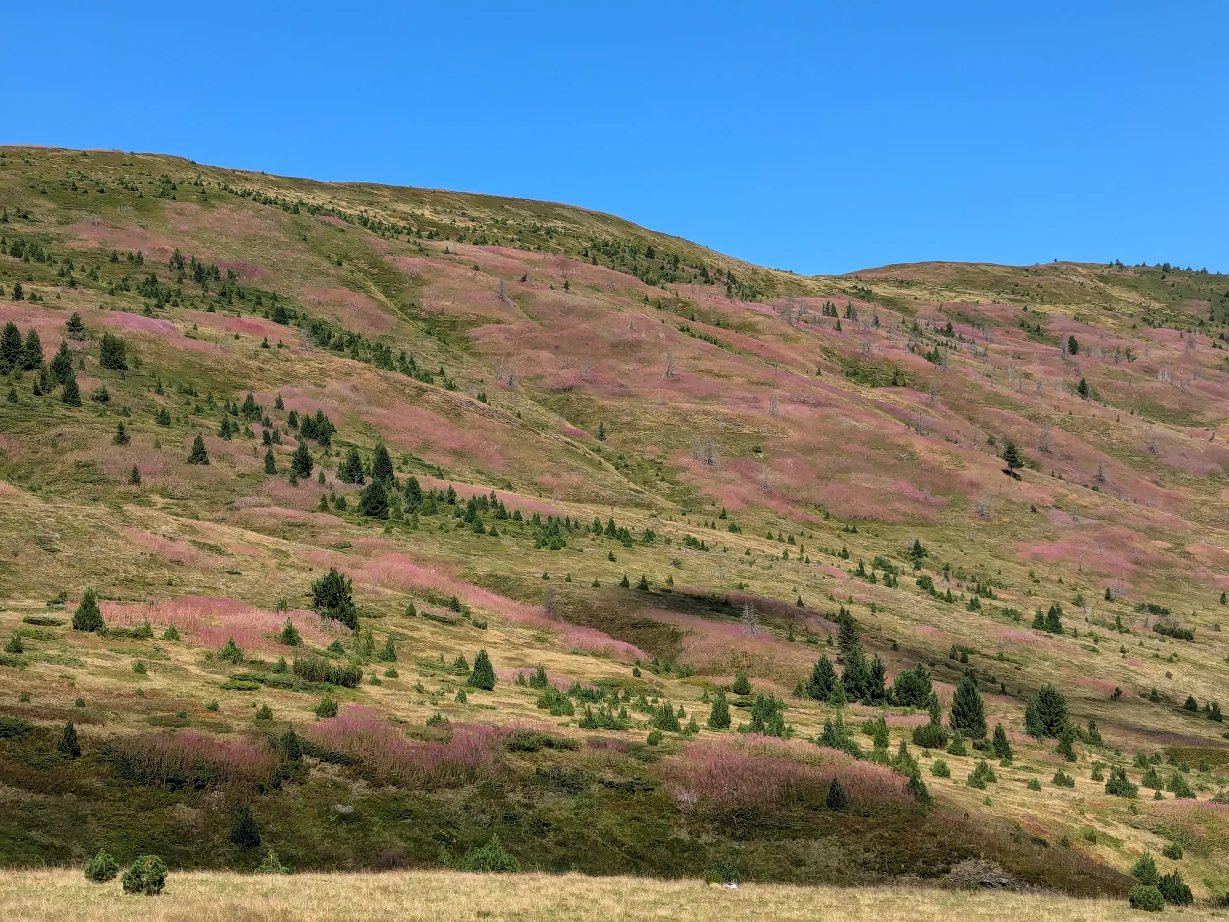 Blühende Almwiesen und vereinzelte Nadelbäume in der weiten Berglandschaft des Prokletije-Gebirges auf dem Balkan.
