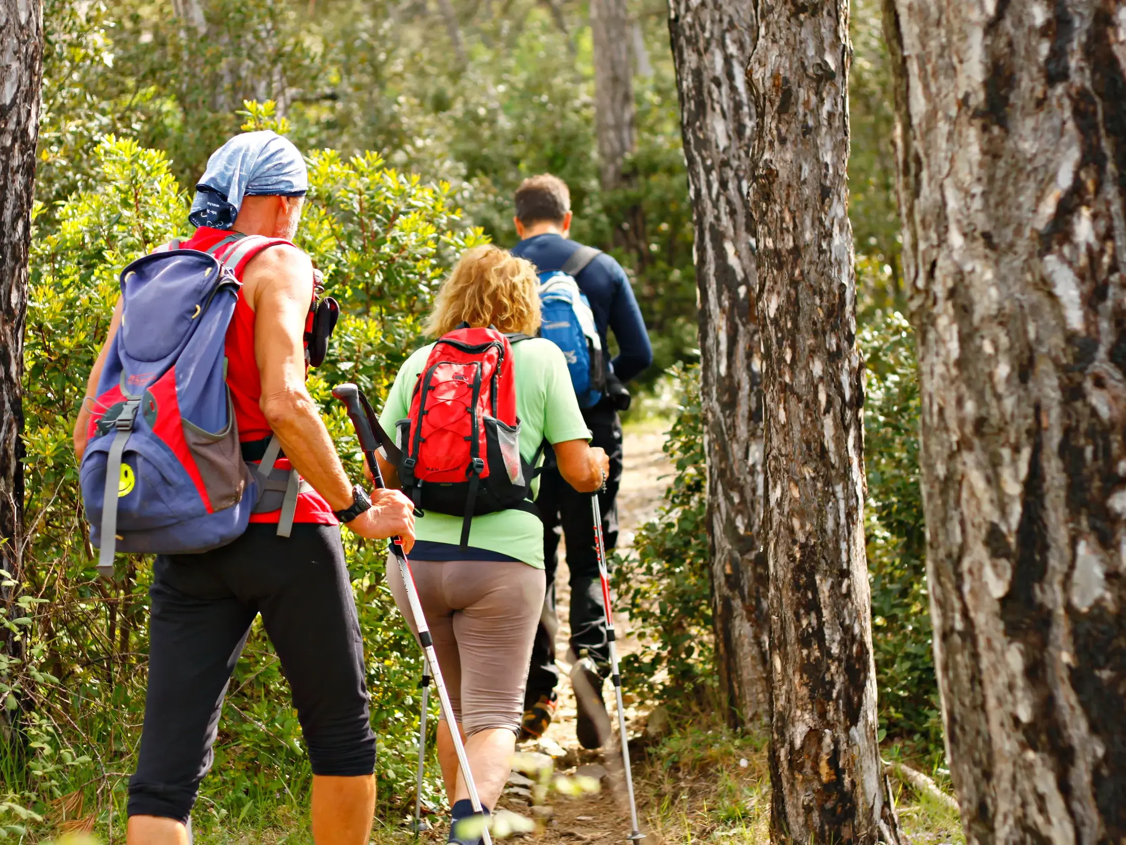 Eine kleine Wandergruppe mit Trekking-Ausrüstung wandert auf einem schmalen Pfad durch einen sonnigen Pinienwald in Kroatien.