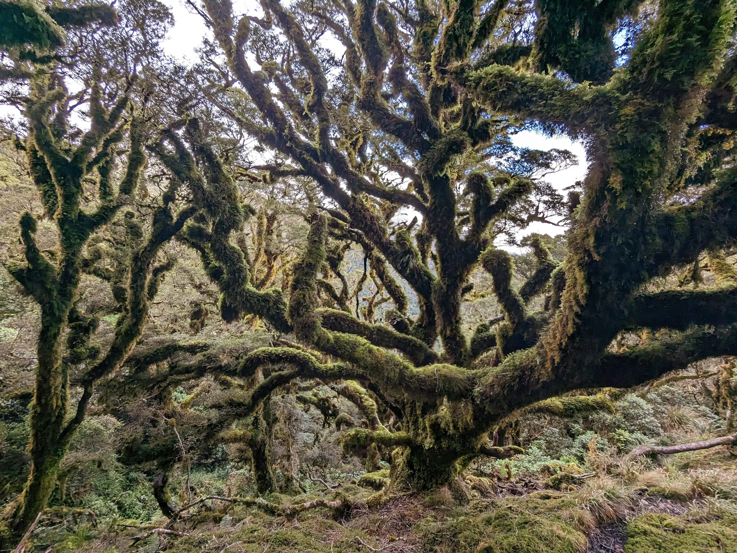 Dicht mit Moos bewachsene Mountainbeech Bäume im Urwald des Heaphy Tracks während einer Trekkingreise in Neuseeland.