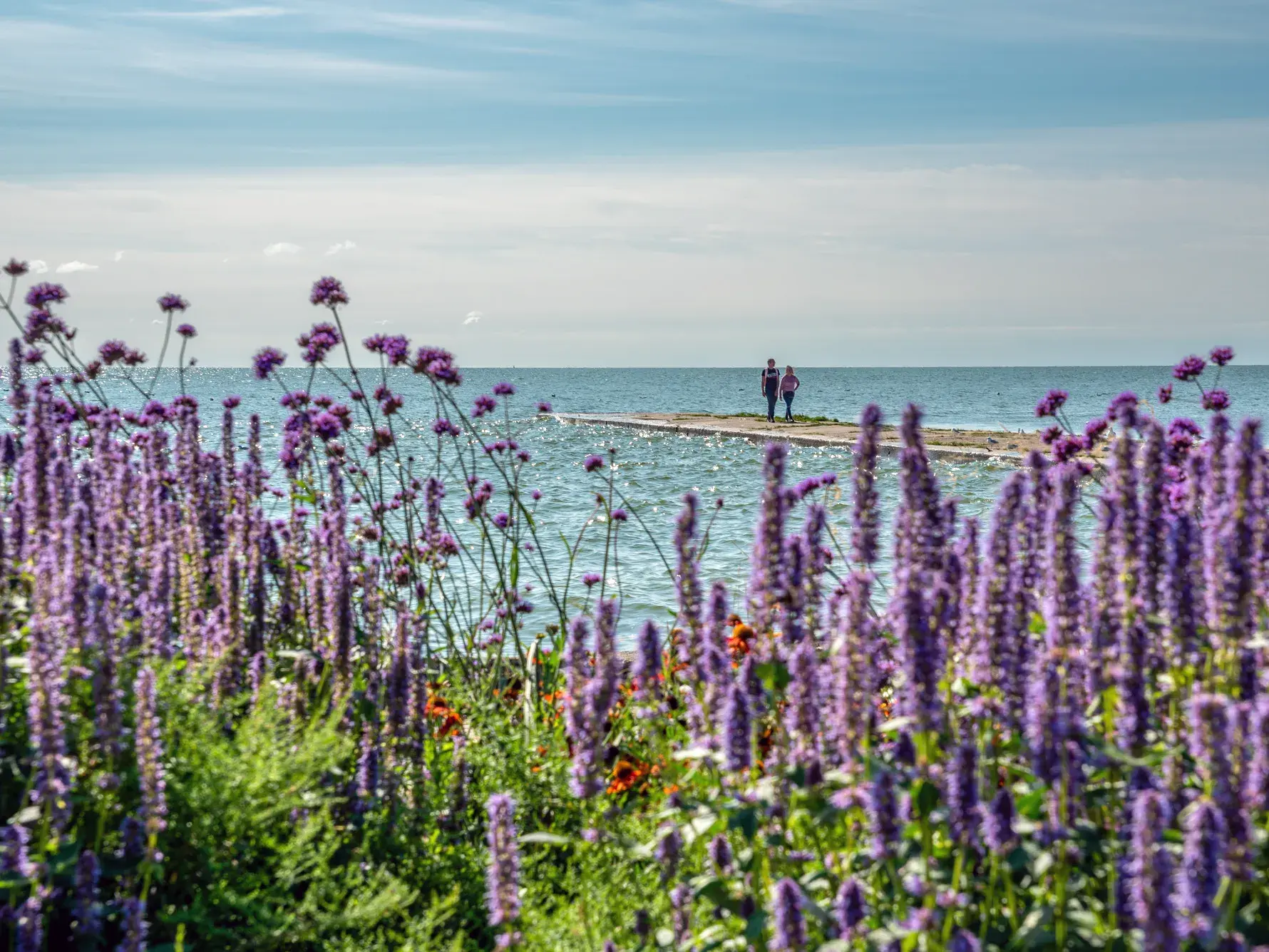 Blick durch lila Blumen auf eine Mole an der baltischen Ostseeküste, auf der zwei Personen das ruhige Meer betrachten.