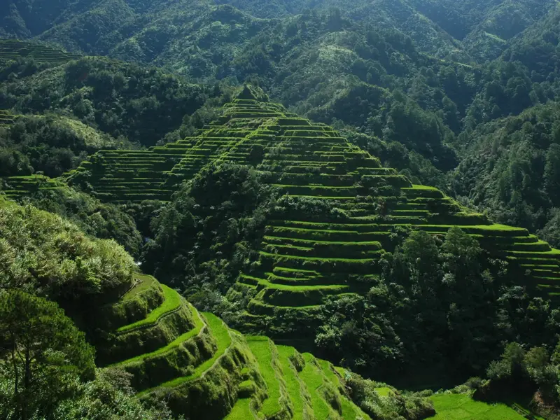 Die weitläufigen, smaragdgrünen Reisterrassen von Banaue auf Luzon, ein Highlight jeder Philippinen-Trekkingreise.