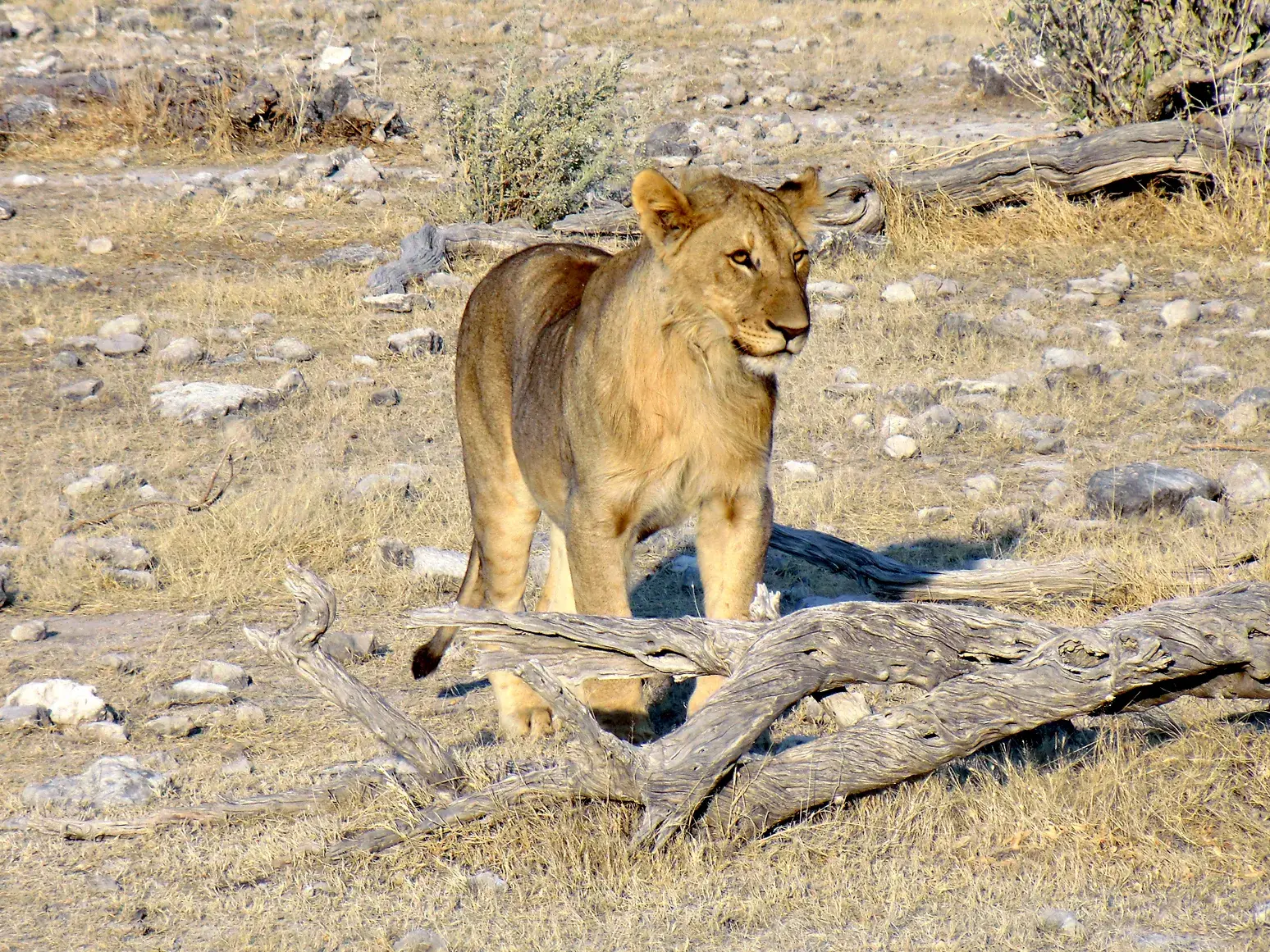 Junge Löwin bei einer Pirschfahrt im Etosha-Nationalpark in Namibia, aufmerksam in der trockenen Savanne stehend.