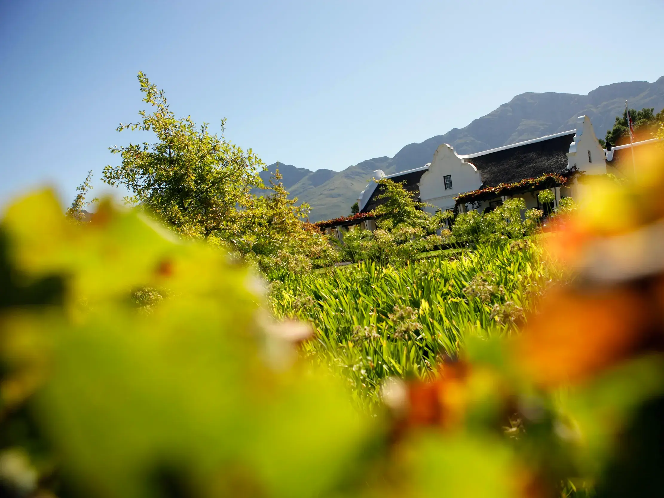 Weißes Gutshaus im kapholländischen Stil, umgeben von Weinbergen in den Winelands bei Stellenbosch in Südafrika.