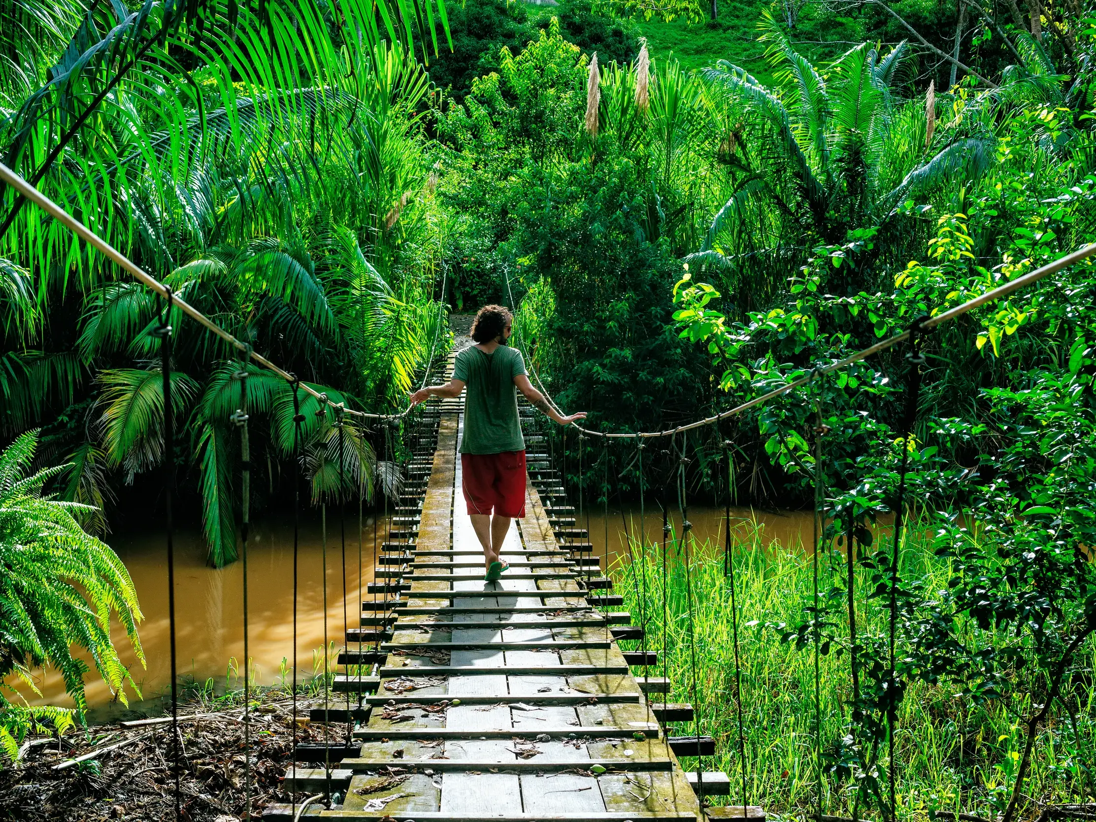 Ein junger Reisender überquert eine Holz-Hängebrücke während einer Wanderung im dichten Nebelwald von Monteverde, Costa Rica.