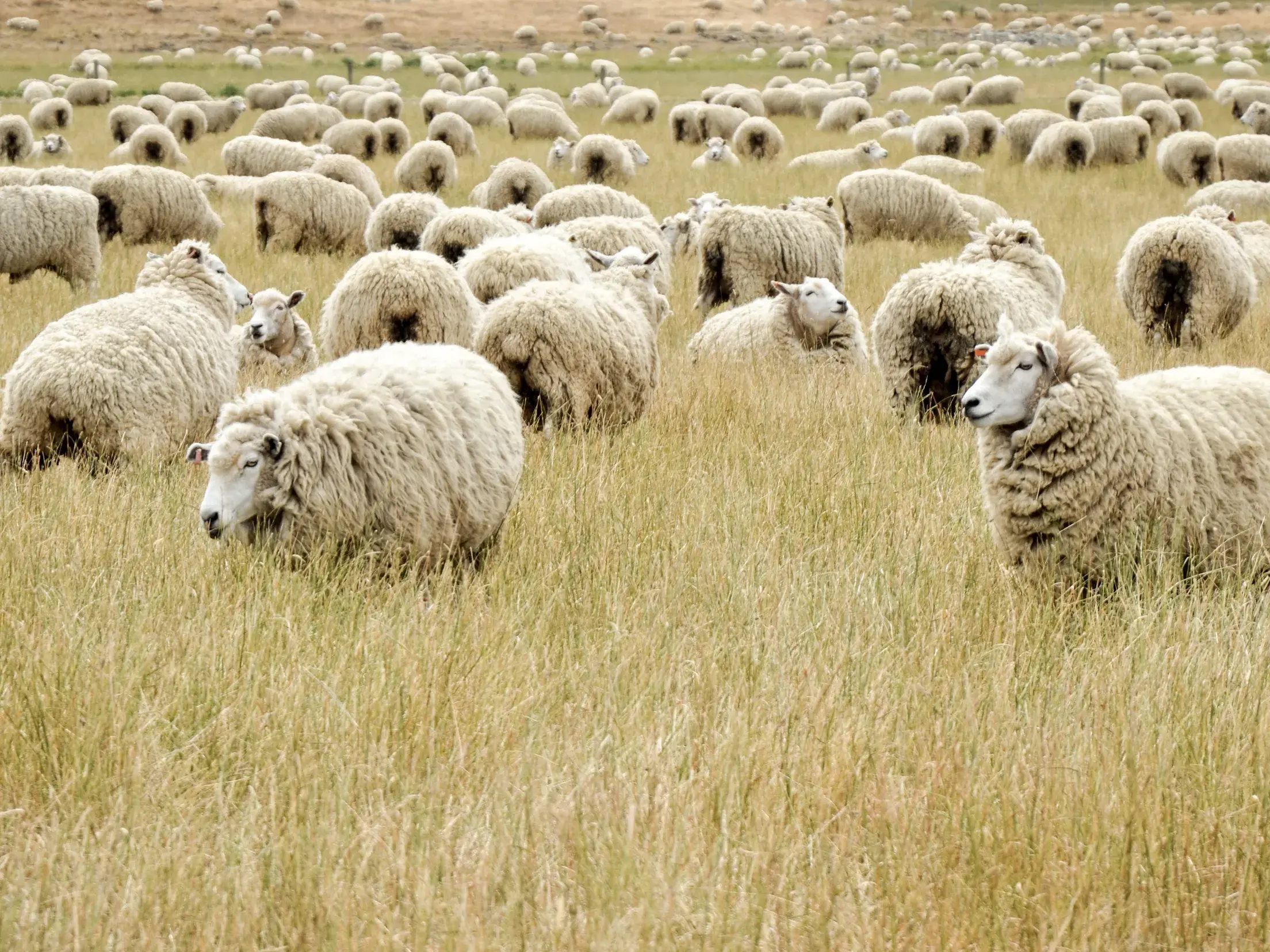 Unzählige Schafe mit dicker, weißer Wolle auf einer weitläufigen Weide mit hohem Gras auf der Südinsel Neuseelands.