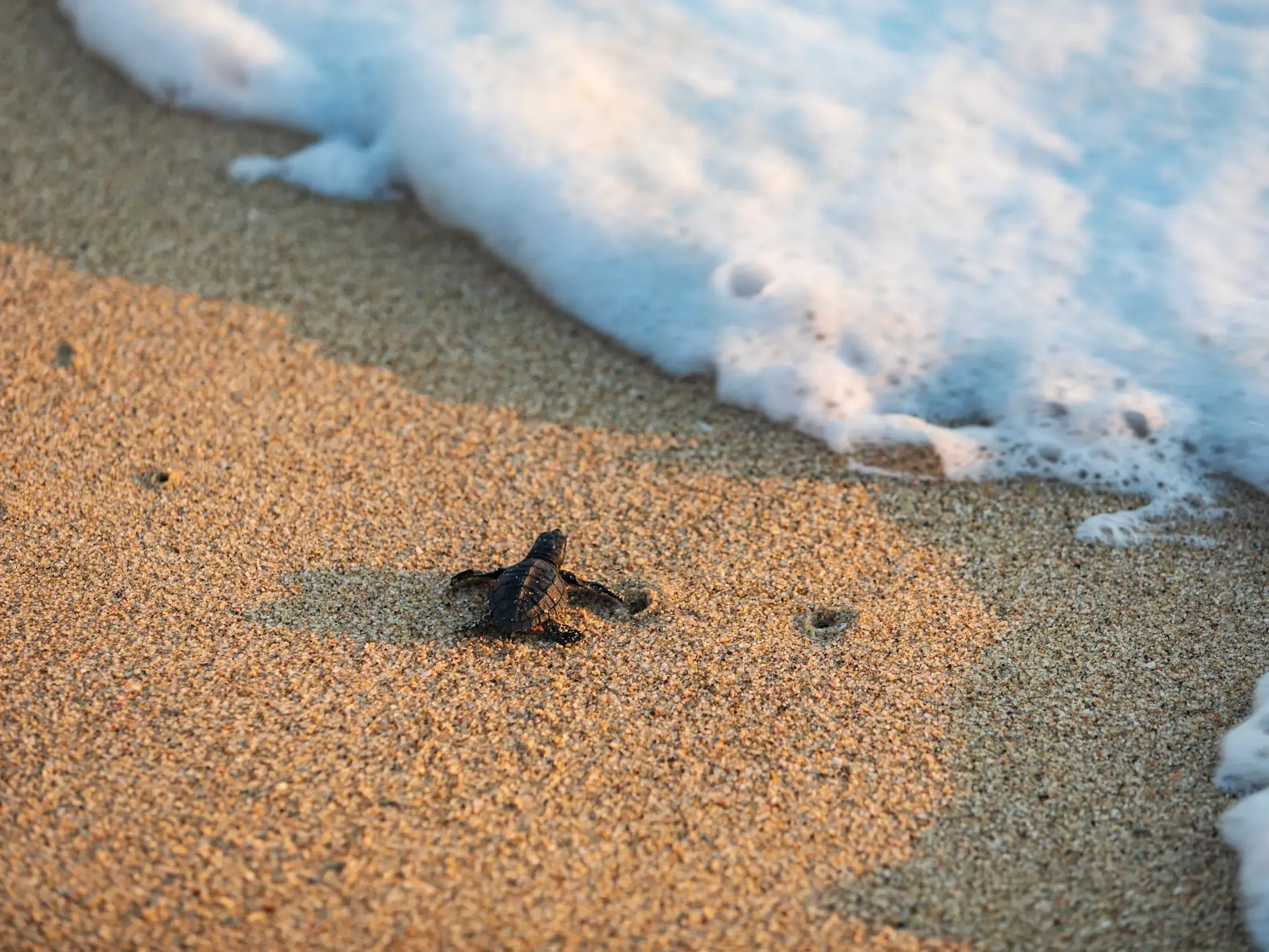Eine neugeborene Meeresschildkröte krabbelt über den Sandstrand von Baja California in Richtung der schäumenden Meereswellen.