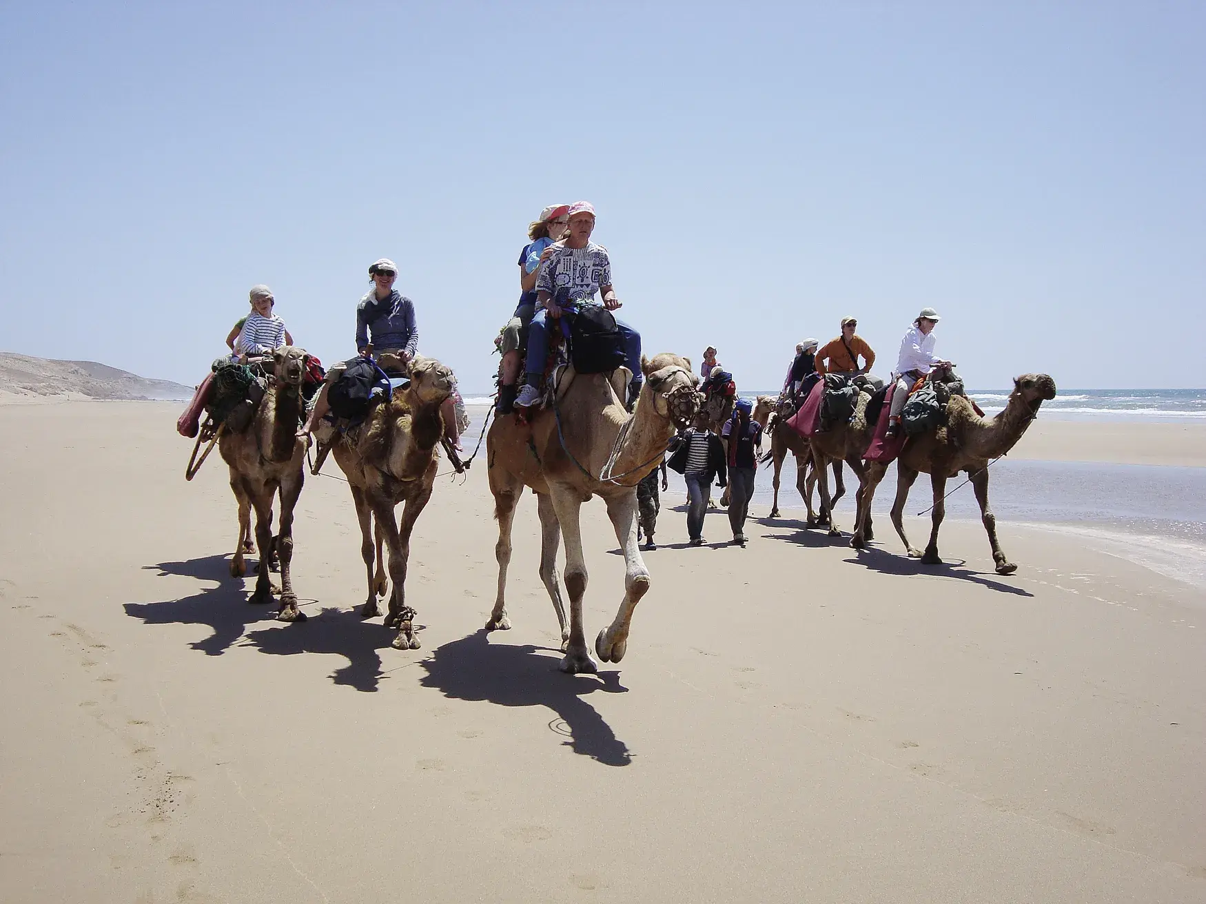 Eine Hauser Reisegruppe beim Kamel-Trekking als Karawane am weiten Sandstrand der Atlantikküste in Marokko bei sonnigem Wetter.