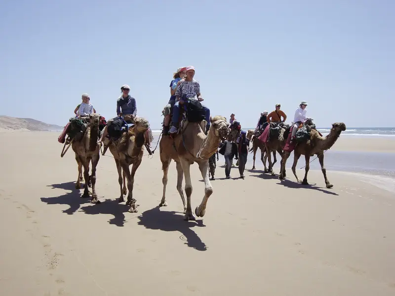 Eine Hauser Reisegruppe beim Kamel-Trekking als Karawane am weiten Sandstrand der Atlantikküste in Marokko bei sonnigem Wetter.