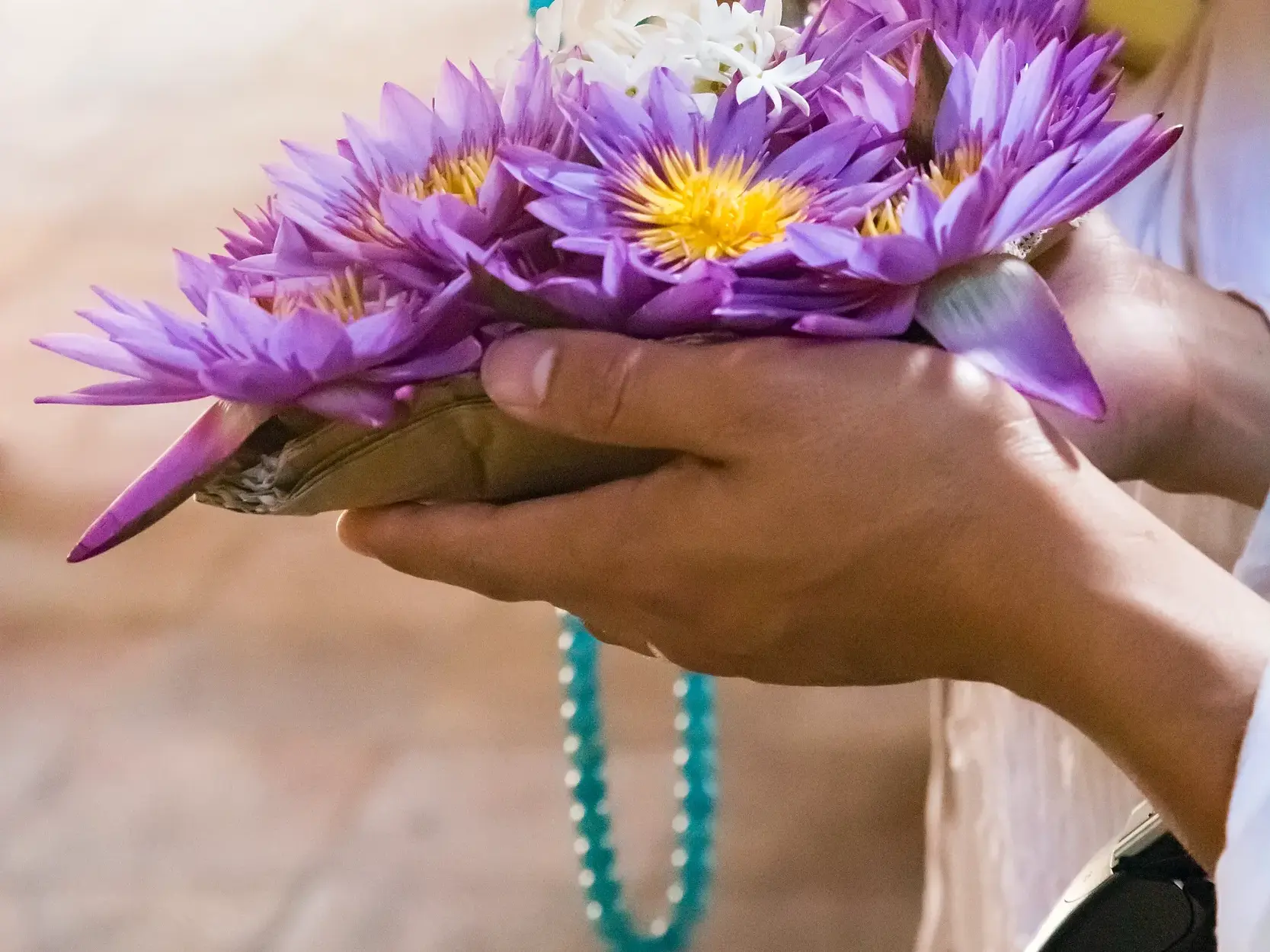 Nahaufnahme von Händen, die lila Lotusblüten als Opfergabe für den Besuch des Zahntempels in Kandy bereithalten.