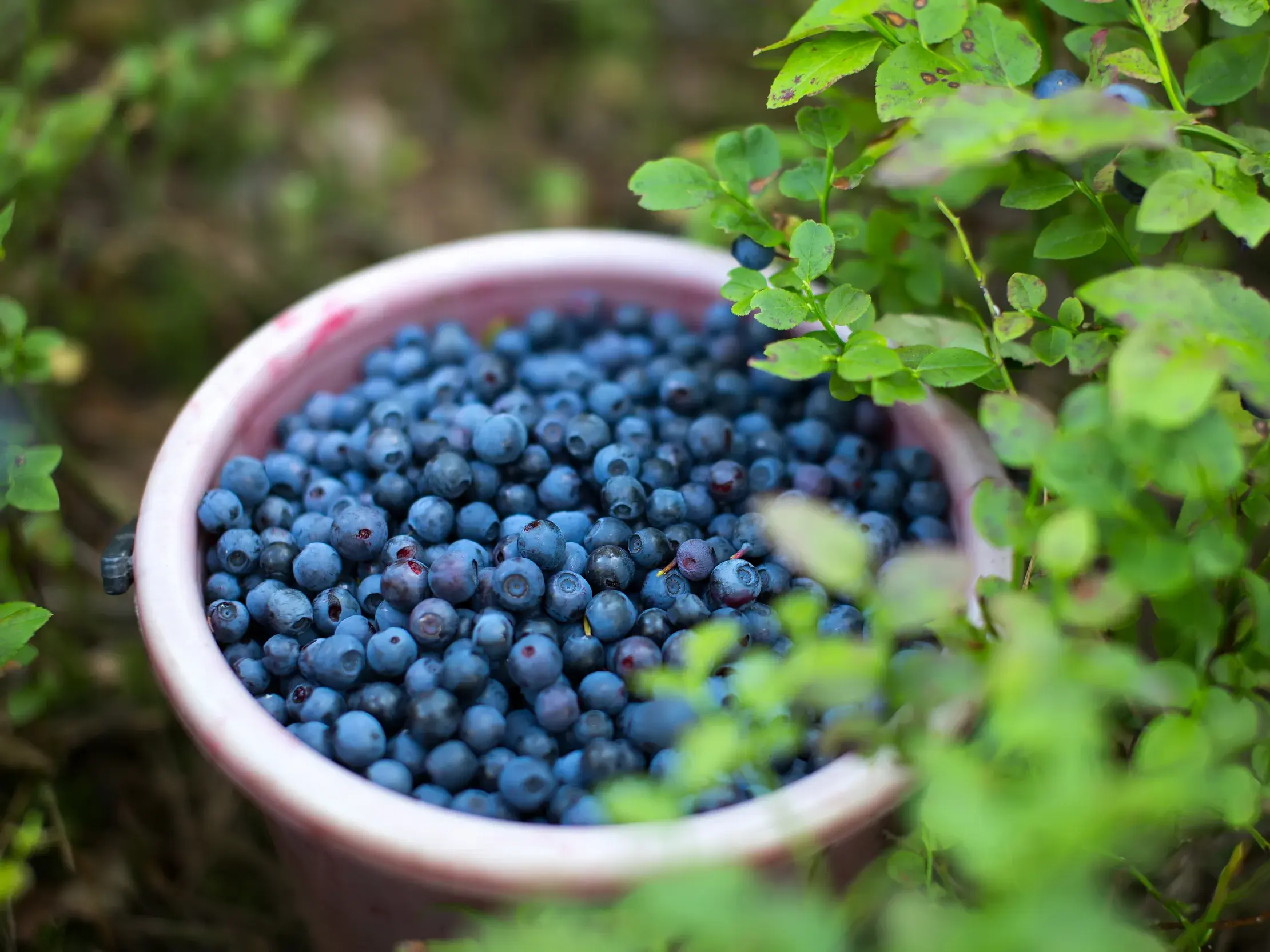 Ein Eimer randvoll mit frischen isländischen Heidelbeeren steht nach dem Pflücken zwischen grünen Sträuchern.