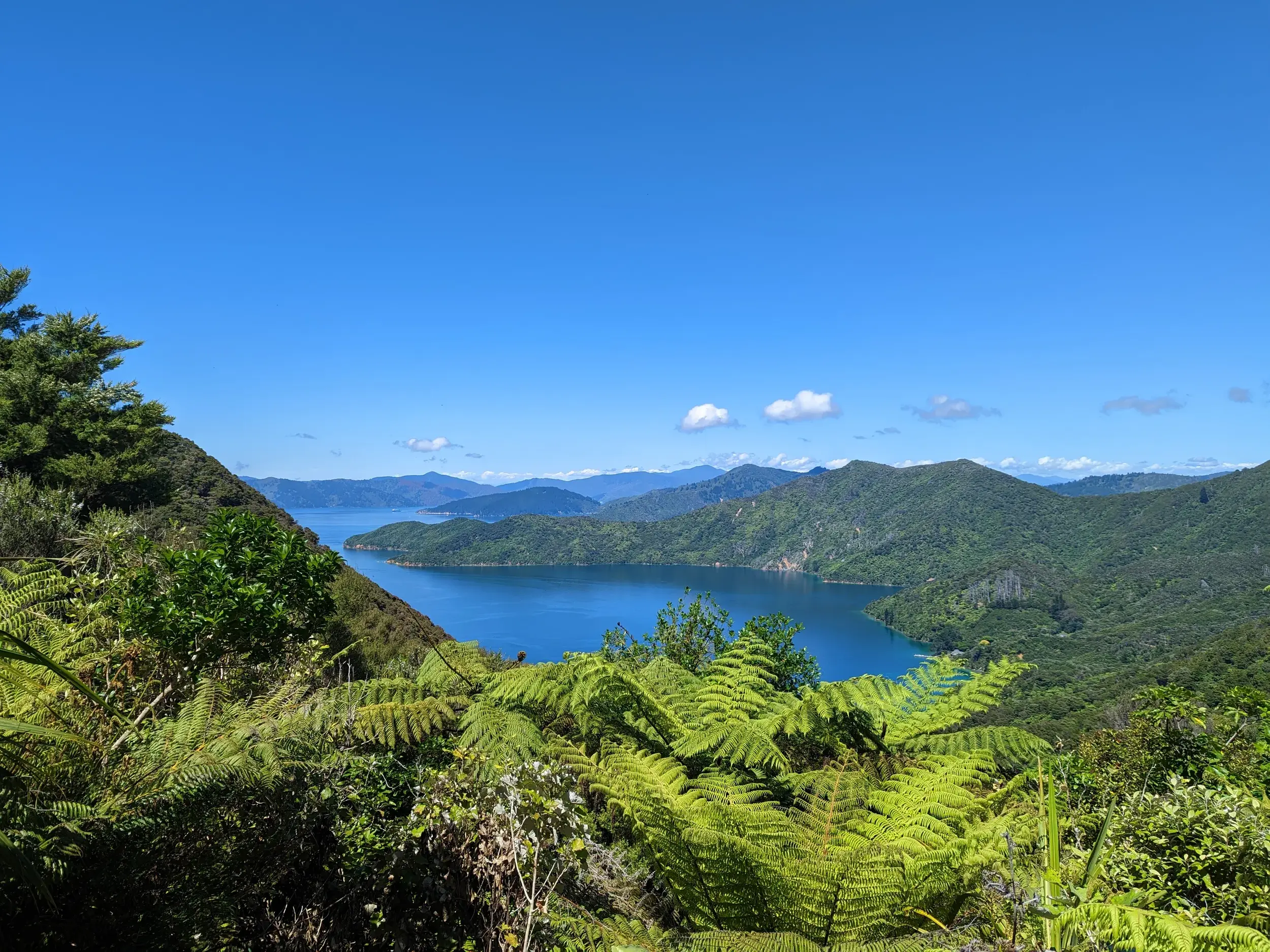 Wanderung in Neuseeland: Aussicht über grüne Farne auf die verzweigten, blauen Wasserwege der Marlborough Sounds.