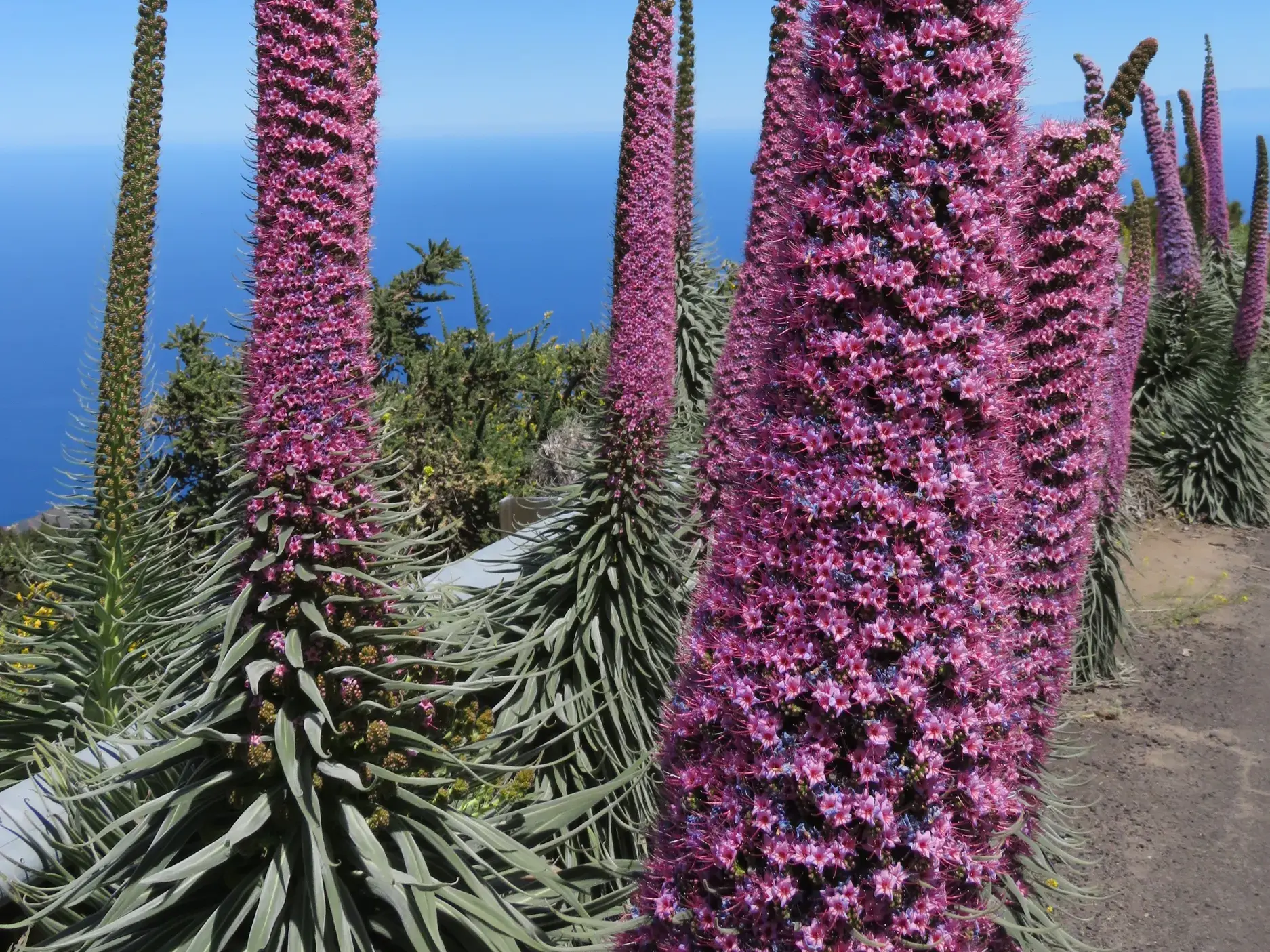 Rosafarbene, turmhohe Tajinasten blühen an einem Wanderweg auf La Palma mit weitem Blick über den blauen Atlantik.