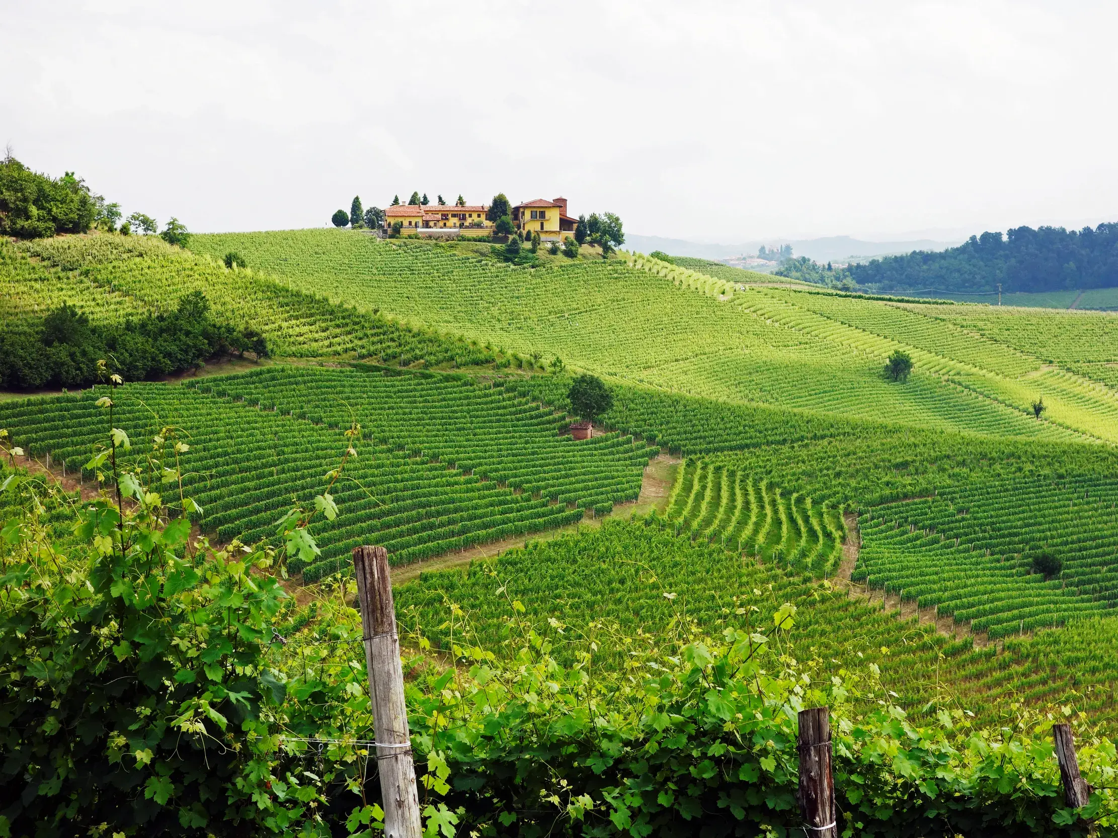Blick beim Wandern über sanfte, mit Weinreben bewachsene Hügel im Barolo-Gebiet der Langhe mit einem Landgut auf der Kuppe.