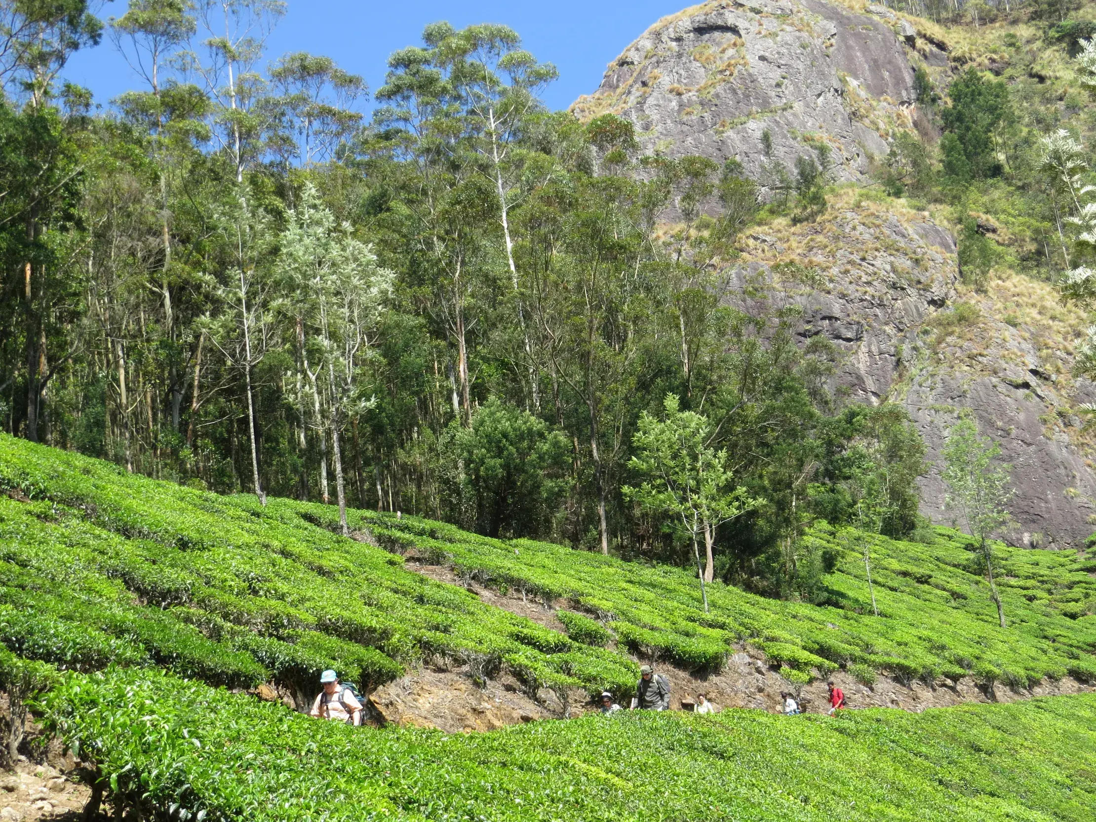 Eine Wandergruppe auf einem Pfad durch terrassierte, grüne Teeplantagen am Fuße eines Berges in den Western Ghats, Kerala.