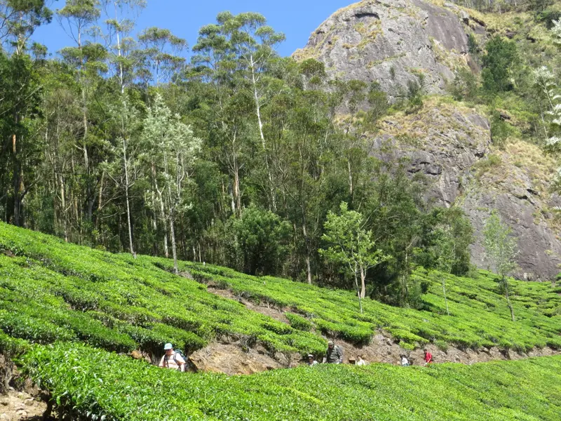 Eine Wandergruppe auf einem Pfad durch terrassierte, grüne Teeplantagen am Fuße eines Berges in den Western Ghats, Kerala.