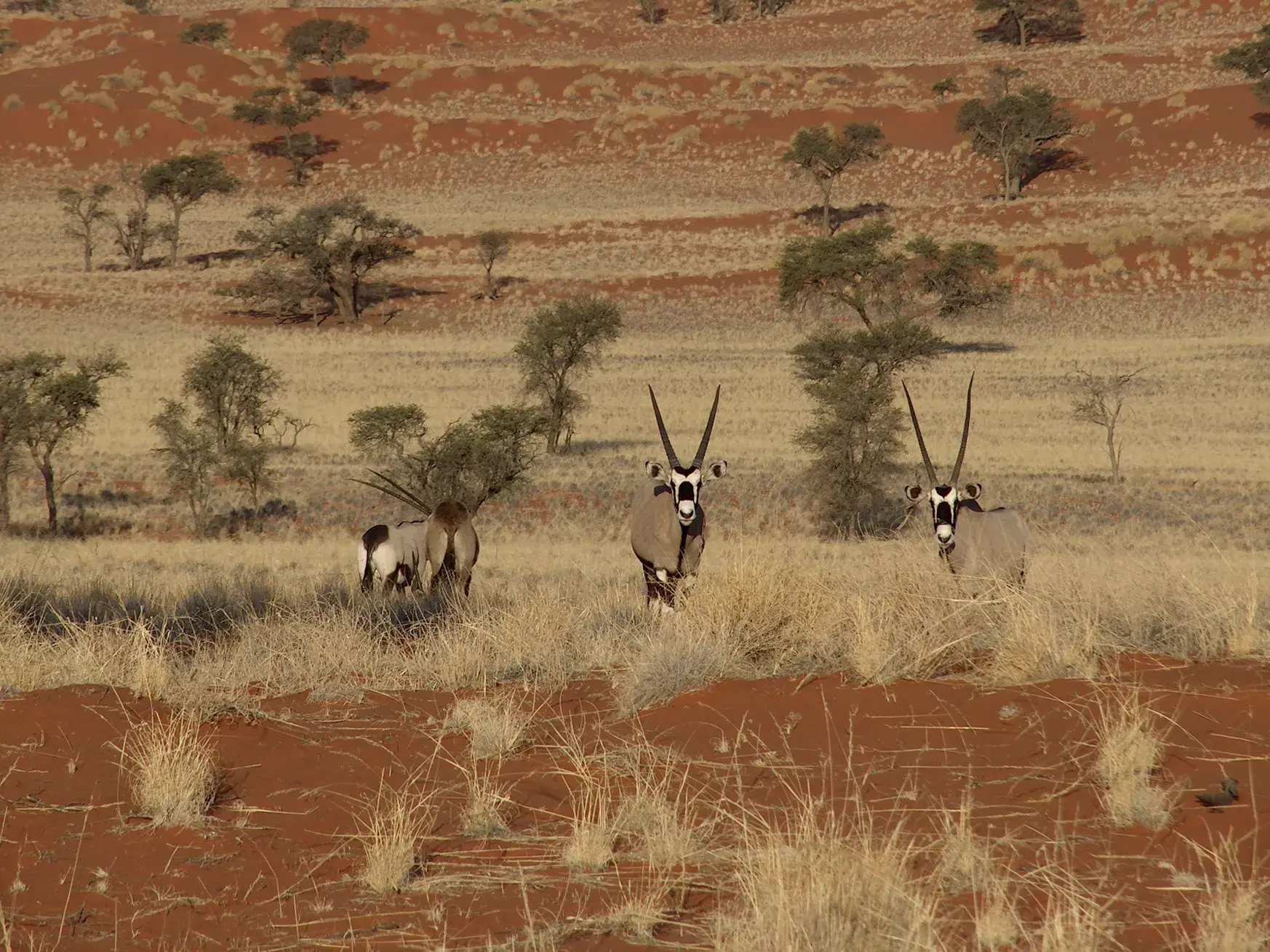 Drei Oryx-Antilopen stehen wachsam im trockenen Gras vor den roten Dünen der Kalahari-Wüste in Namibia.