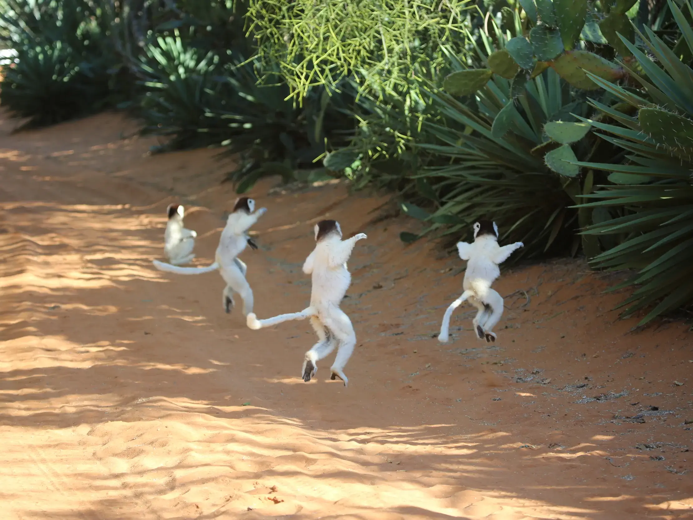 Eine Gruppe weißer Sifaka-Lemuren hüpft seitwärts über eine rote Sandpiste in ihrem natürlichen Lebensraum in Madagaskar.