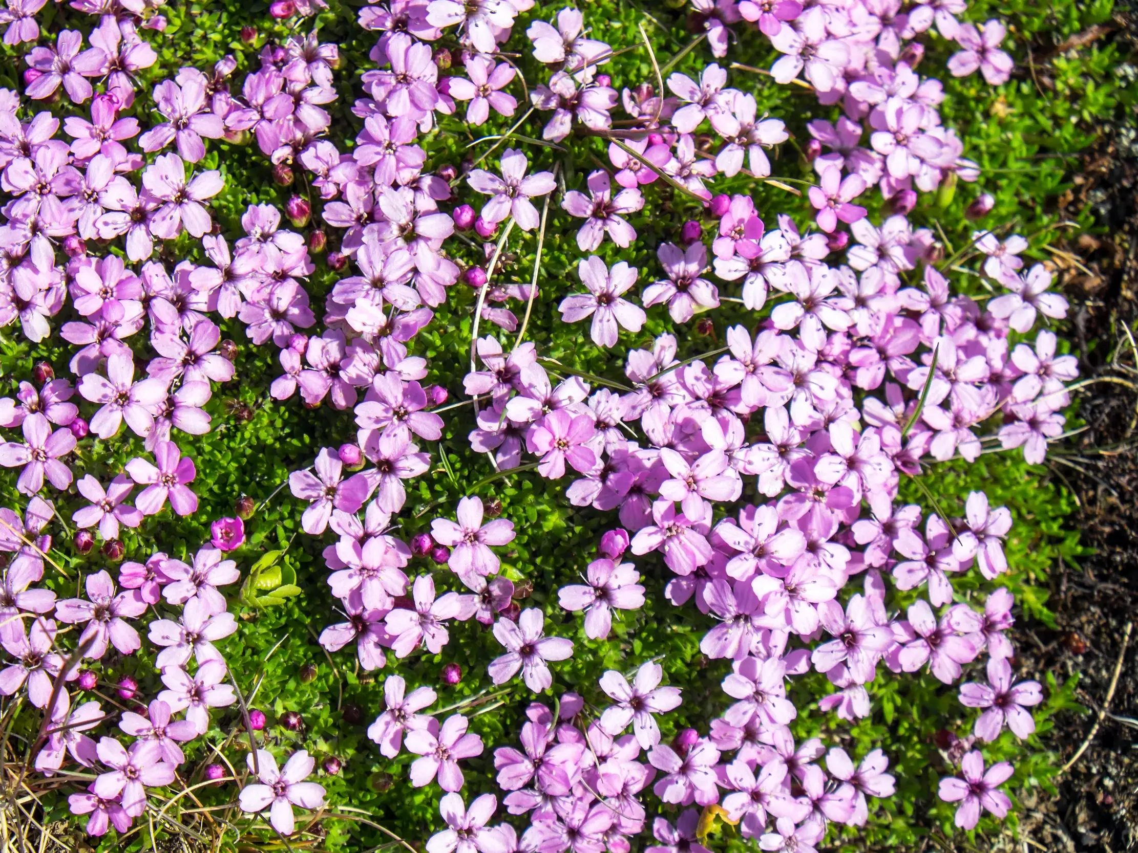 Nahaufnahme der typisch isländischen Flora: pinke Blüten des Stängellosen Leimkrauts auf einem Polster aus saftig grünem Moos.
