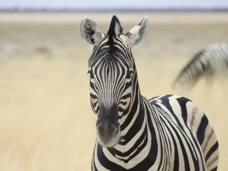 Nahaufnahme eines neugierigen Zebras in der weiten Savannenlandschaft des Etosha-Nationalparks in Namibia auf Safari.
