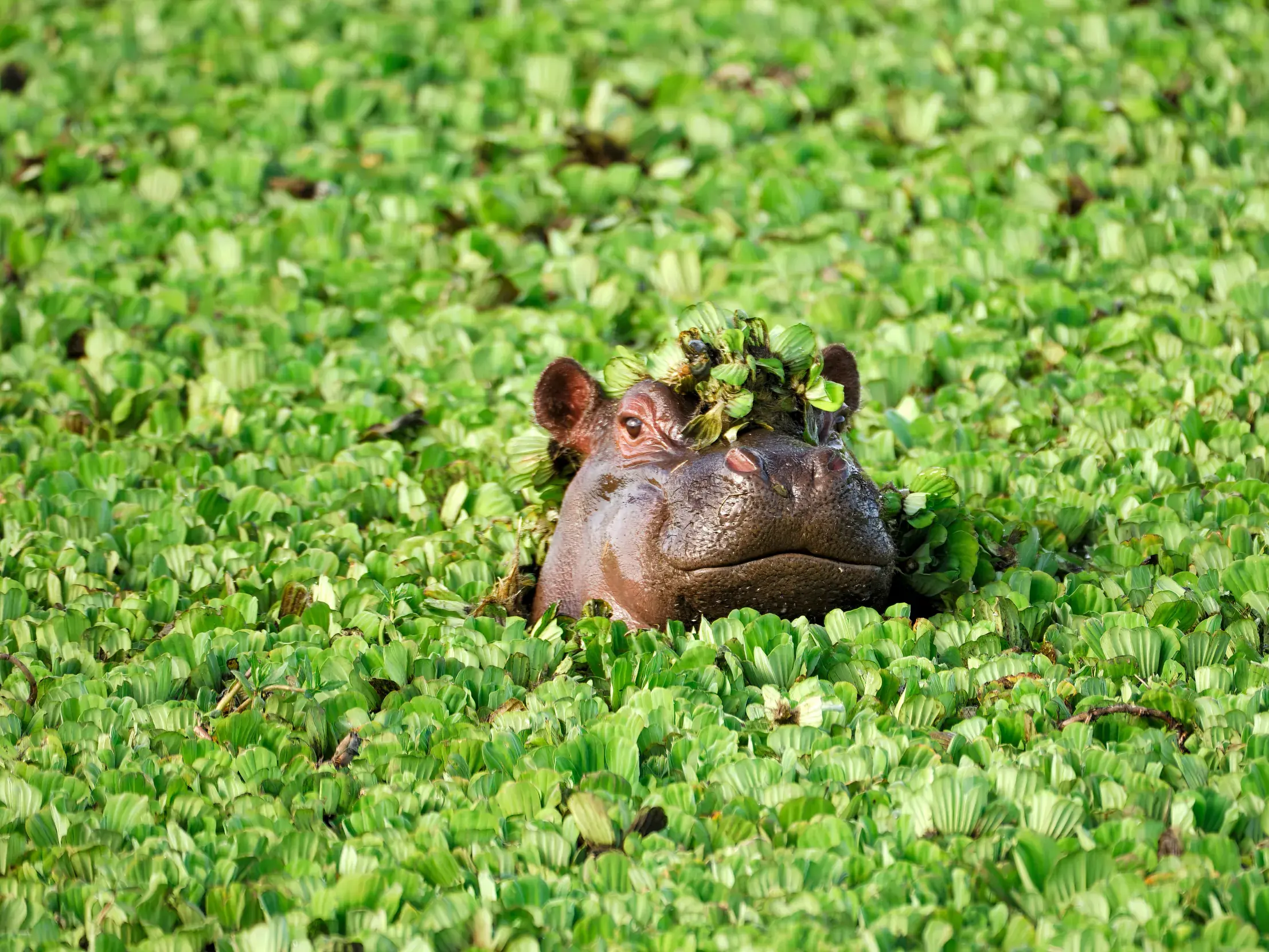 Neugieriges Flusspferd mit Wasserpflanzen auf dem Kopf blickt aus dem dichten Pflanzenteppich des Okavangodeltas in Botswana.