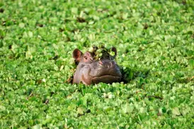Neugieriges Flusspferd mit Wasserpflanzen auf dem Kopf blickt aus dem dichten Pflanzenteppich des Okavangodeltas in Botswana.