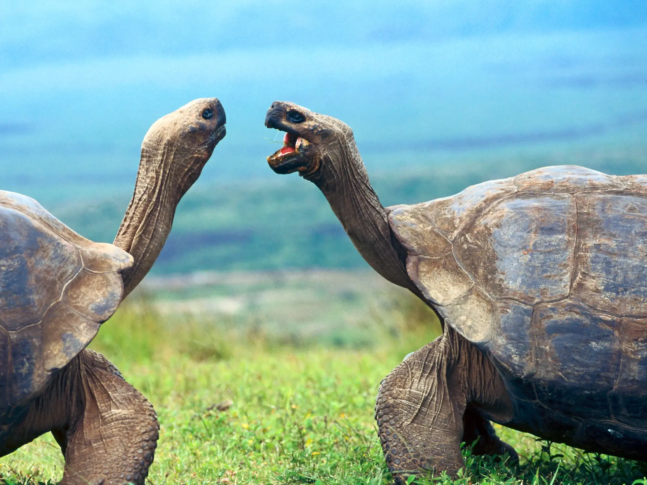 Zwei Galápagos-Riesenschildkröten stehen sich auf einer grünen Wiese gegenüber, eine davon mit weit aufgerissenem Maul.
