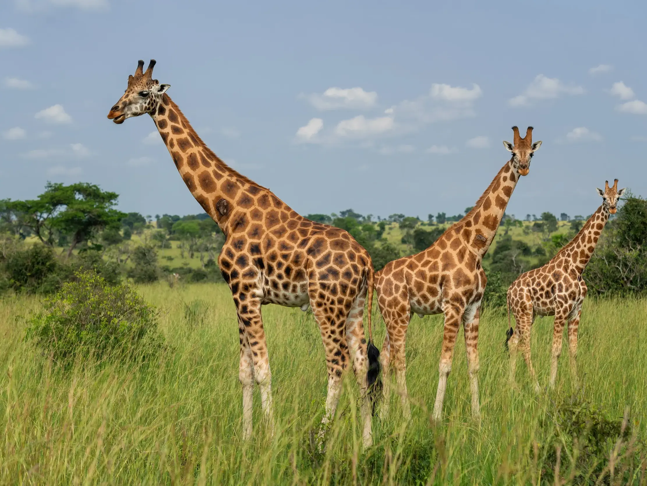 Drei Giraffen auf einer Safari-Tour im Murchison Nationalpark in Uganda, die neugierig aus dem hohen Savannengras blicken.