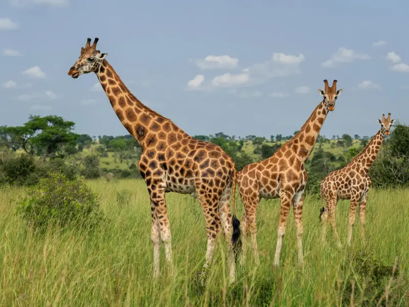 Drei Giraffen auf einer Safari-Tour im Murchison Nationalpark in Uganda, die neugierig aus dem hohen Savannengras blicken.