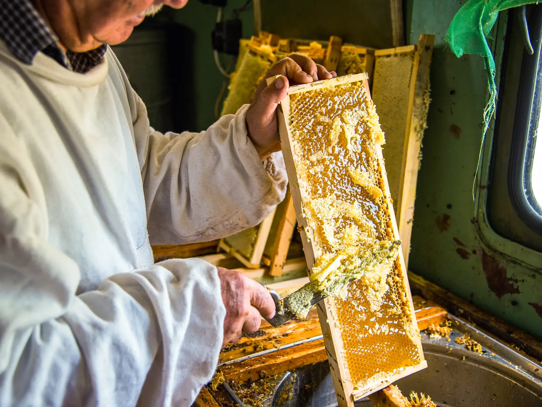 Ein Wander-Imker im rumänischen Dorf Hahnbach zeigt die Honigproduktion und kratzt eine volle Honigwabe auf.
