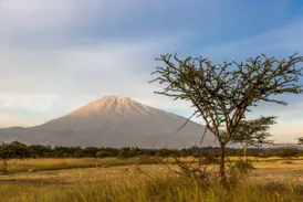 Blick auf den Mount Meru bei einer Hauser Trekking-Tour durch die weite, goldene Savanne Tansanias mit einem Akazienbaum.