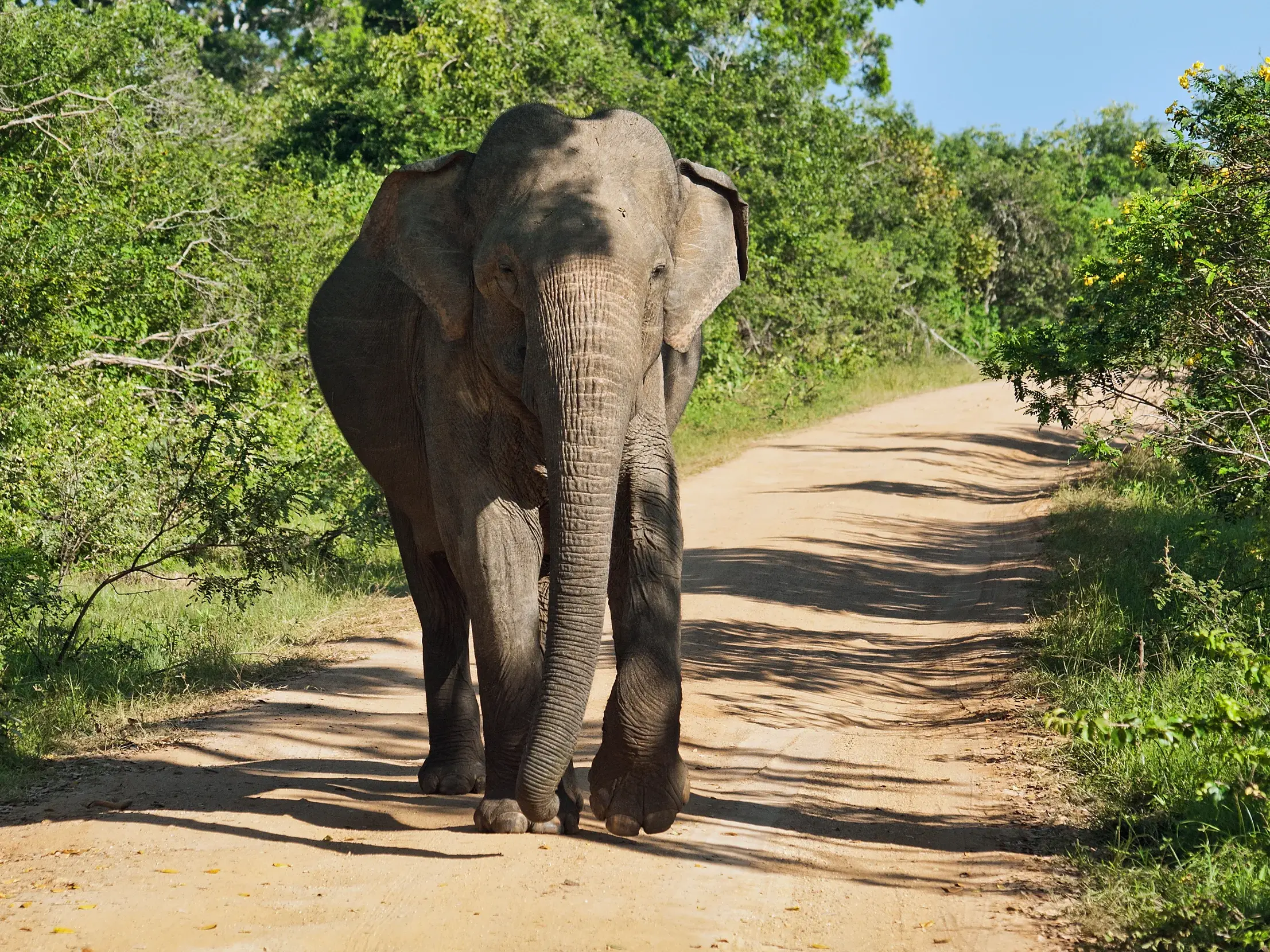 Ein großer asiatischer Elefant läuft bei einer Safari im Udawalawe-Nationalpark auf einem sandigen Weg auf die Kamera zu.