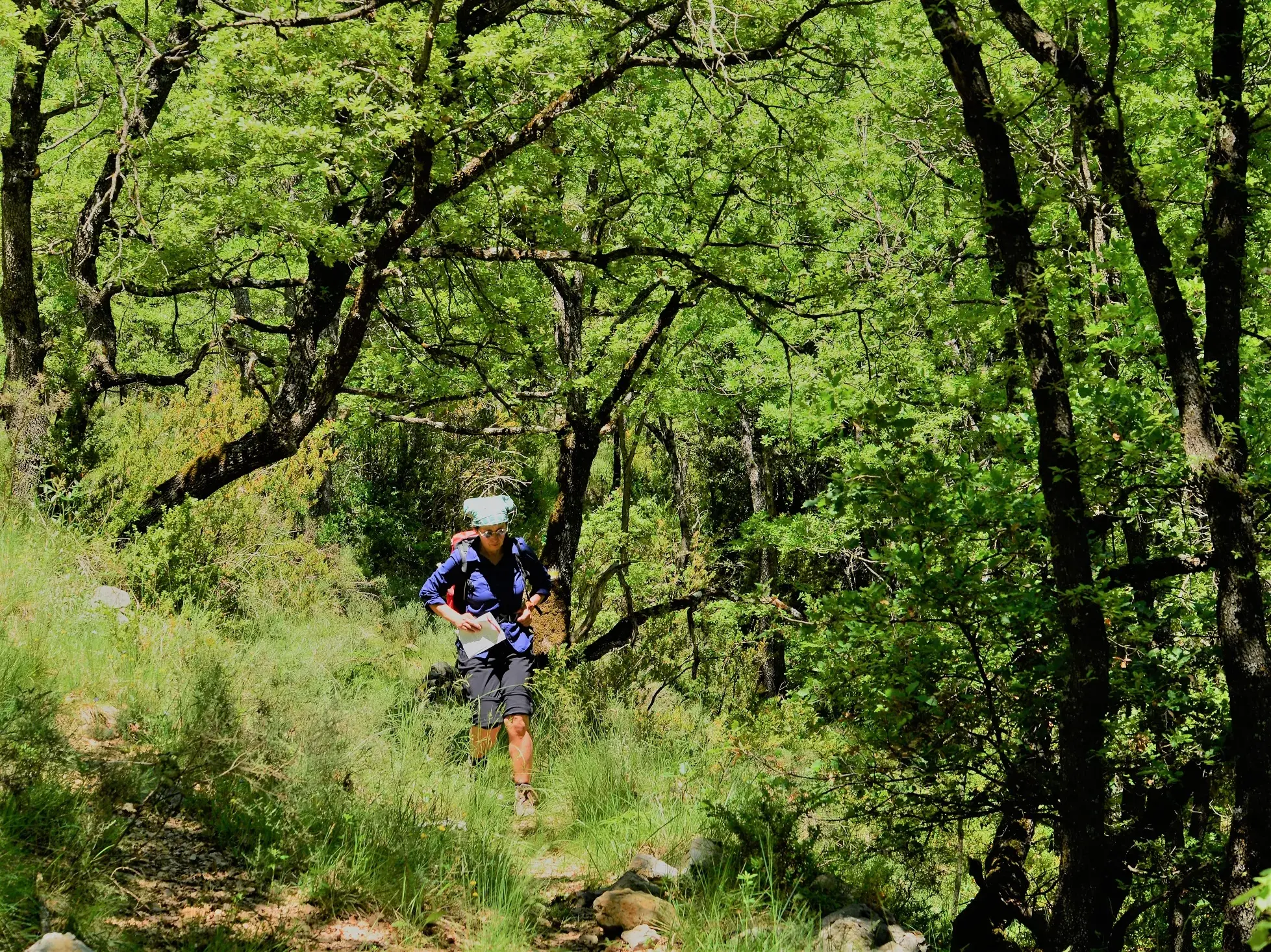 Wanderin mit Rucksack und Roadbook auf einem schmalen Pfad bei einer Trekkingreise durch die Wälder der spanischen Pyrenäen.
