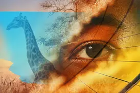 Symbolische Collage einer Südafrika Studienreise mit Studiosus, die ein menschliches Auge, eine Giraffe und Savannenbäume vereint.