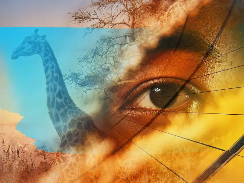 Symbolische Collage einer Südafrika Studienreise mit Studiosus, die ein menschliches Auge, eine Giraffe und Savannenbäume vereint.