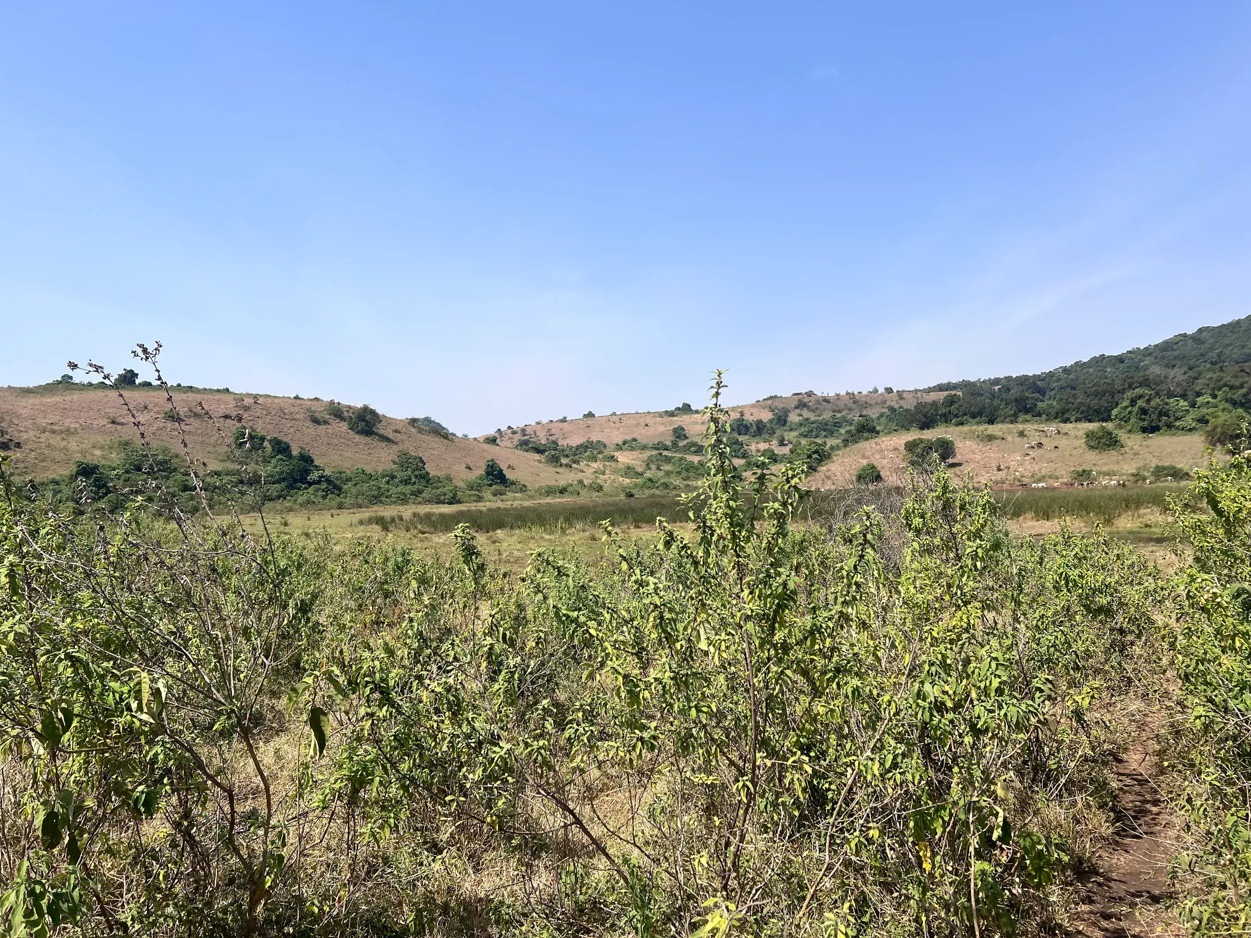 Ein schmaler Pfad führt bei einer Trekkingreise durch die hügelige Buschlandschaft der Loita Hills in Kenia.
