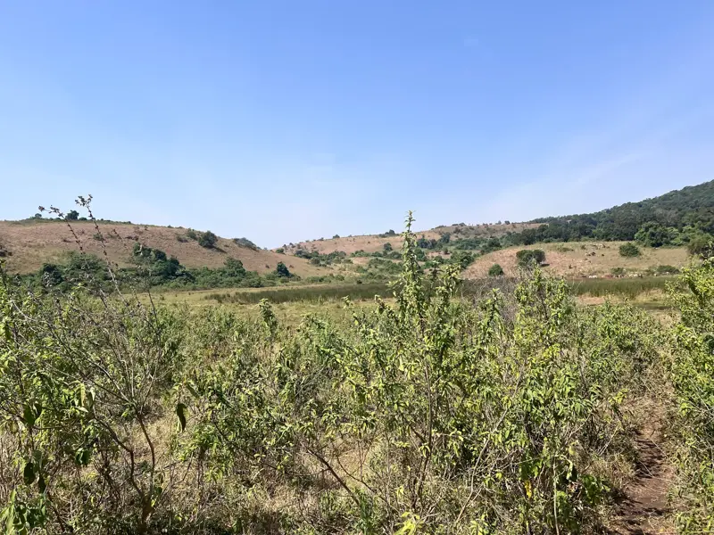 Ein schmaler Pfad führt bei einer Trekkingreise durch die hügelige Buschlandschaft der Loita Hills in Kenia.