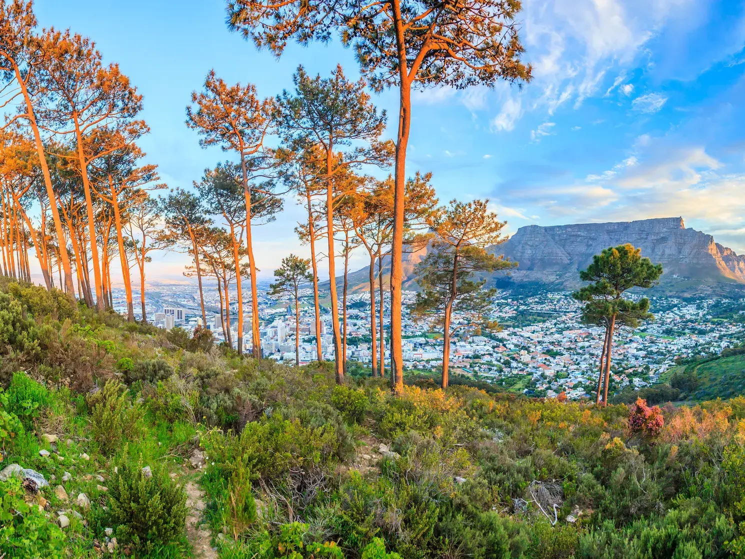 Panoramablick auf den Tafelberg und Kapstadt von einem bewachsenen Hang mit Pinien im warmen Licht des Sonnenuntergangs.