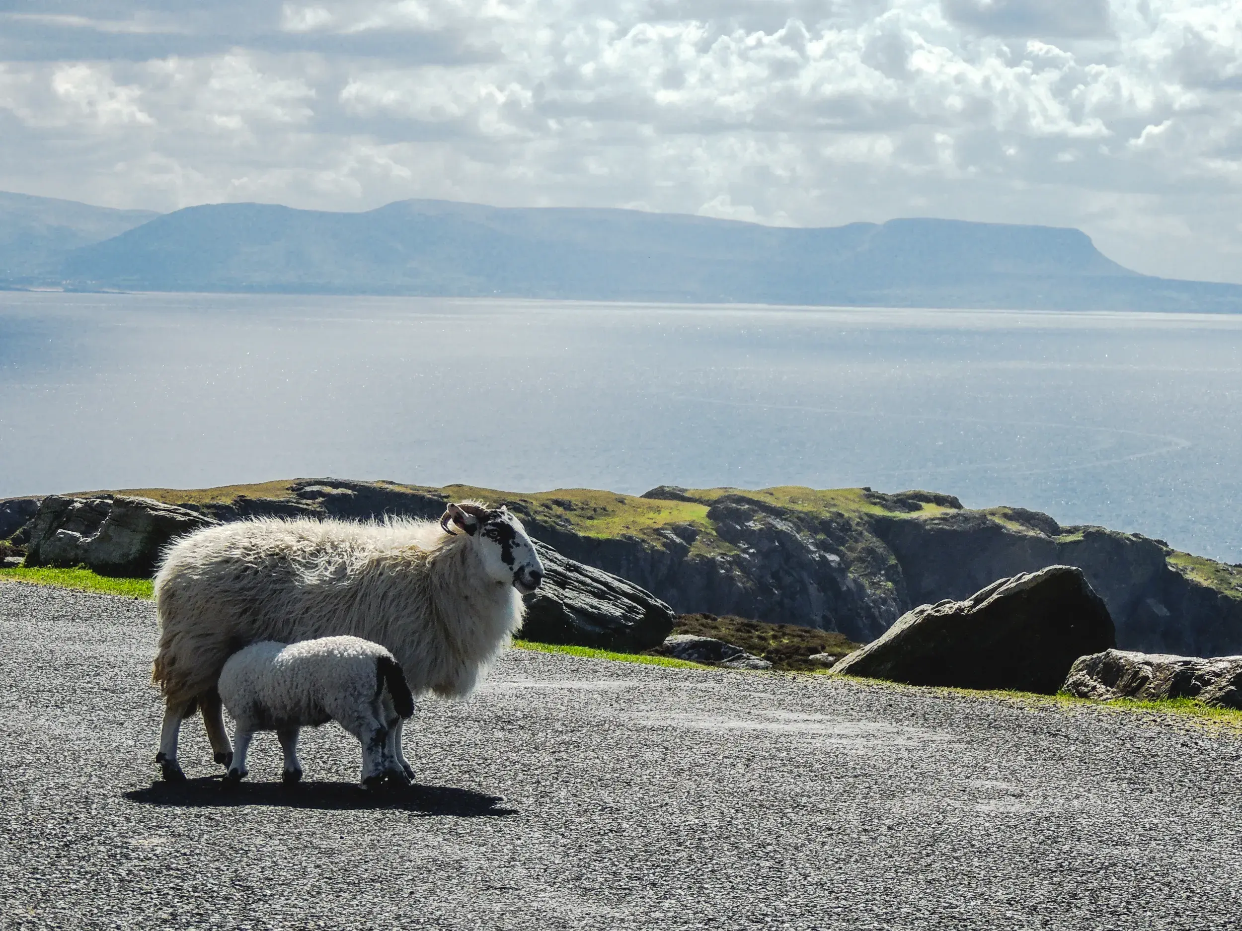 Ein Lamm und das Mutterschaf an Irlands rauer Küste des Wild Atlantic Way mit Blick auf den Atlantik.