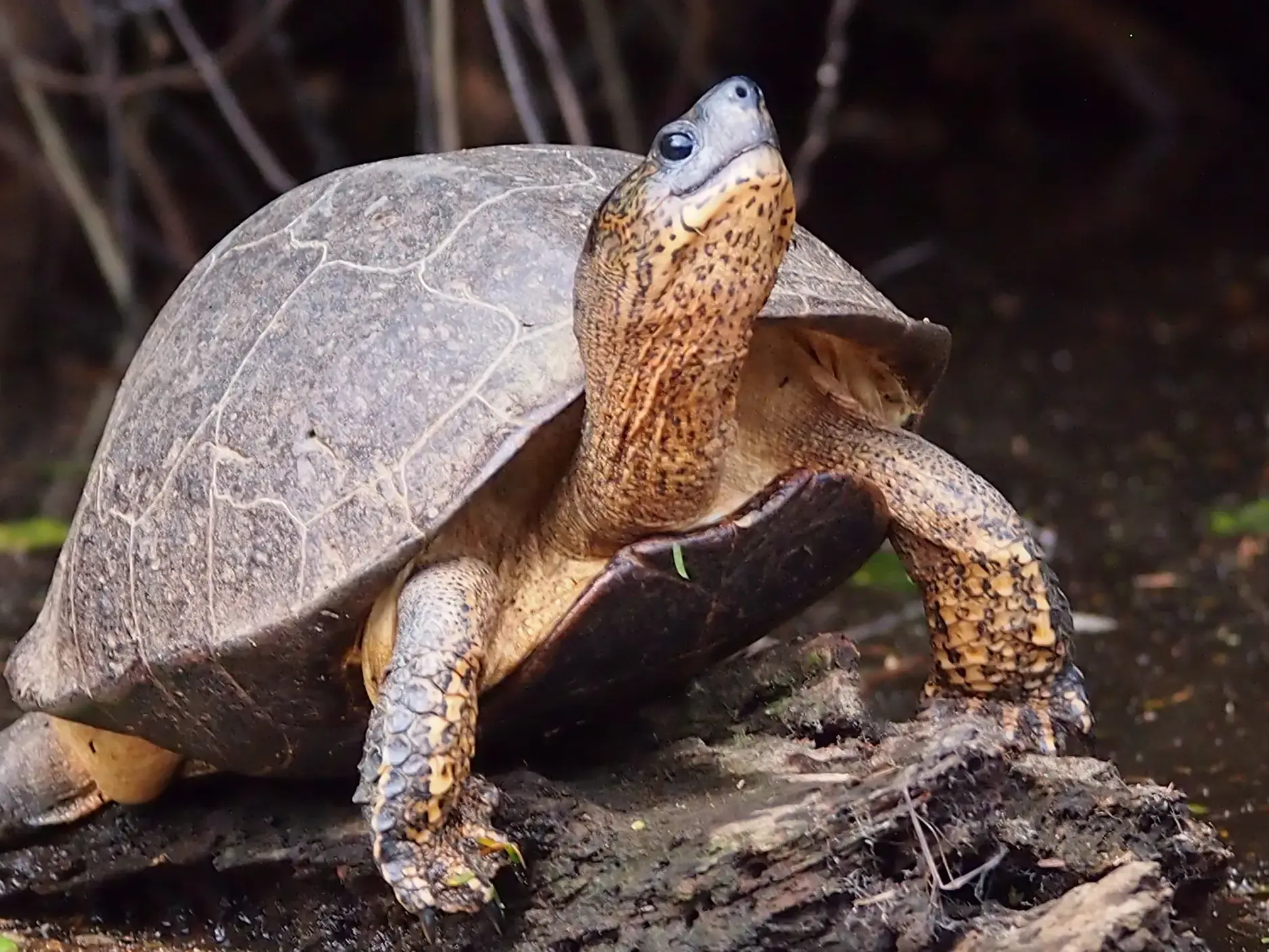 Eine gefleckte Wasserschildkröte sonnt sich auf einem morschen Baumstamm in einem Gewässer im Corcovado-Nationalpark in Costa Rica.