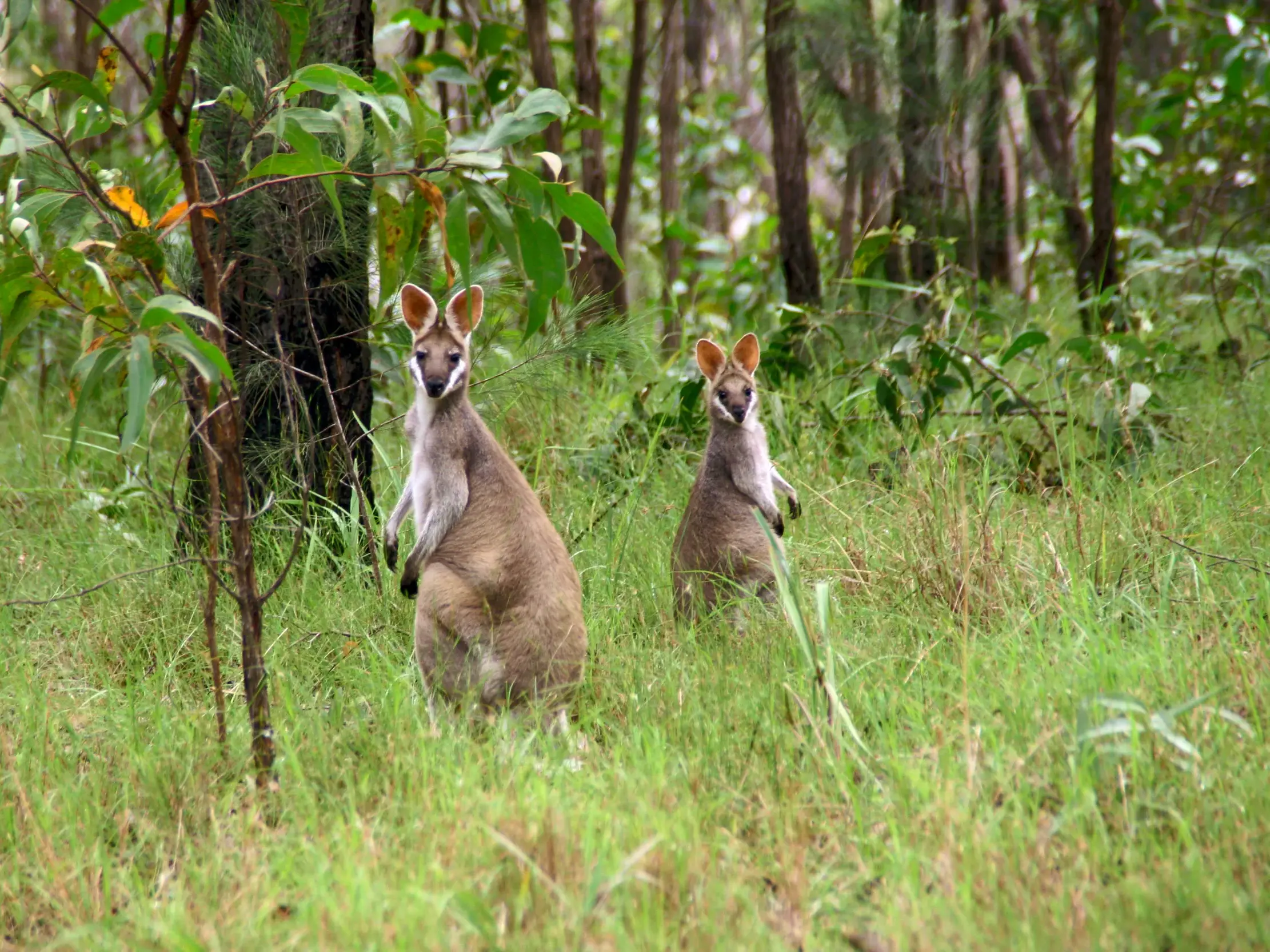 Zwei agile Wallabys stehen aufrecht im hohen Gras und beobachten aufmerksam ihre Umgebung im australischen Busch.
