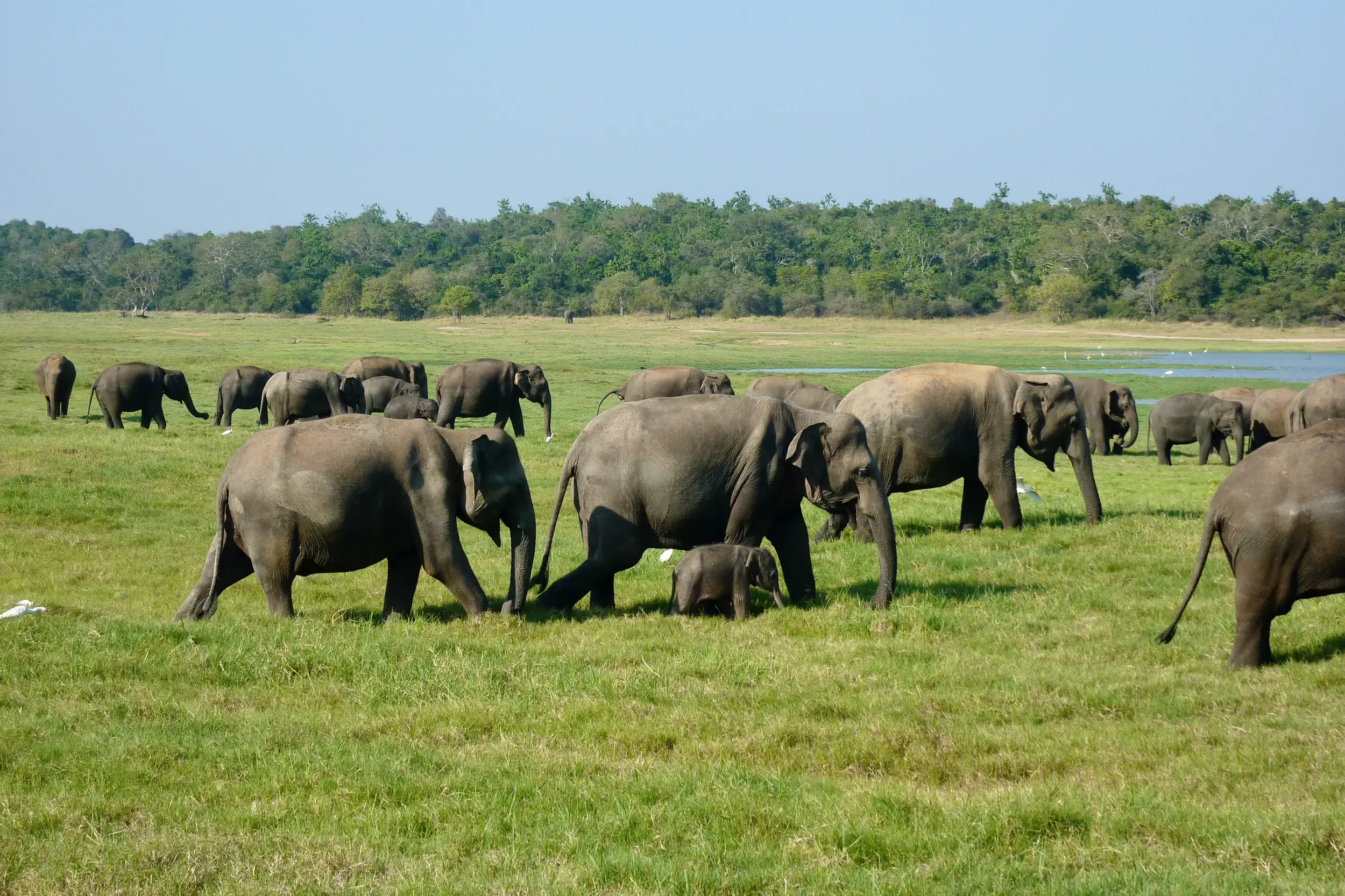 Beobachtung einer großen Elefantenherde mit Kälbern auf einer weiten, grünen Ebene im Minneriya Nationalpark auf Sri Lanka.