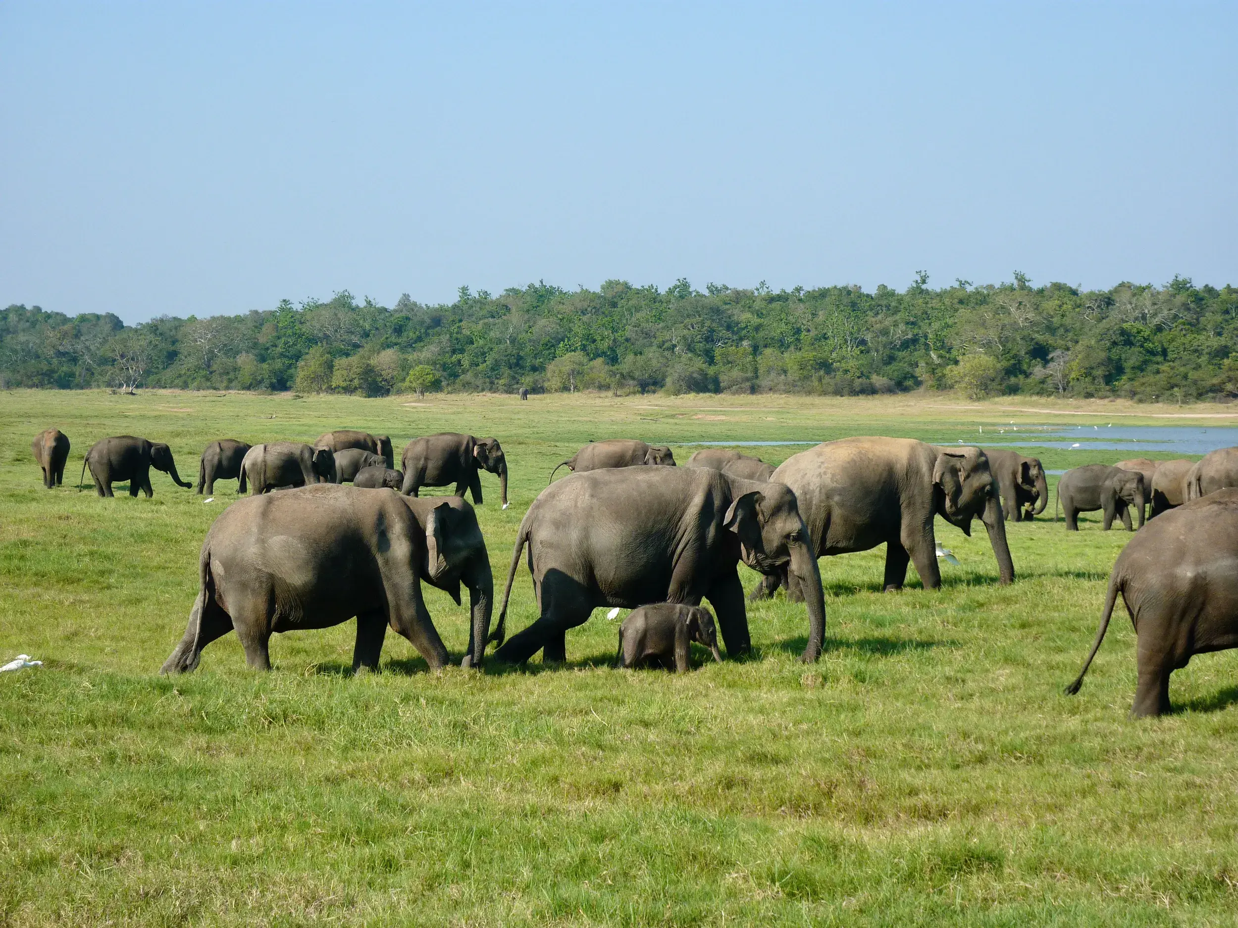 Beobachtung einer großen Elefantenherde mit Kälbern auf einer weiten, grünen Ebene im Minneriya Nationalpark auf Sri Lanka.