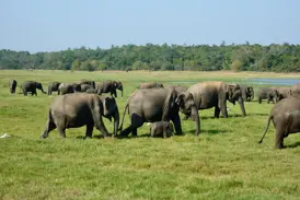 Beobachtung einer großen Elefantenherde mit Kälbern auf einer weiten, grünen Ebene im Minneriya Nationalpark auf Sri Lanka.