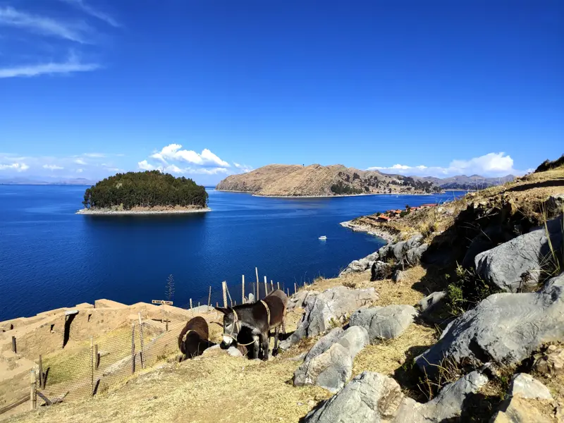 Zwei Esel grasen auf einem felsigen Hang der Sonneninsel mit Blick auf das tiefblaue Wasser des Titicacasees in Bolivien.