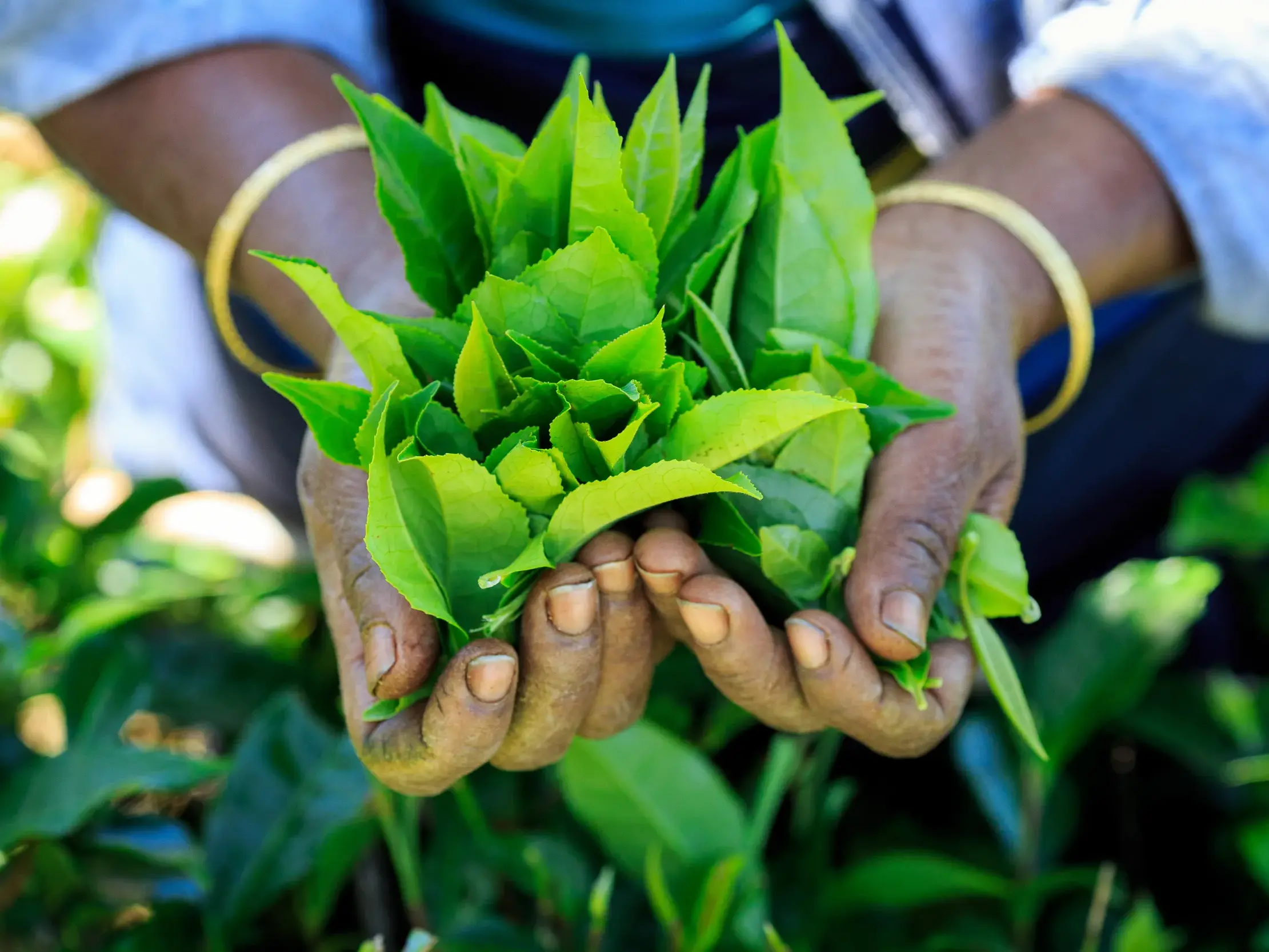 Eine Frau mit goldenen Armreifen hält eine Handvoll frisch gepflückter, leuchtend grüner Teeblätter auf einer Teeplantage in Sri Lanka.