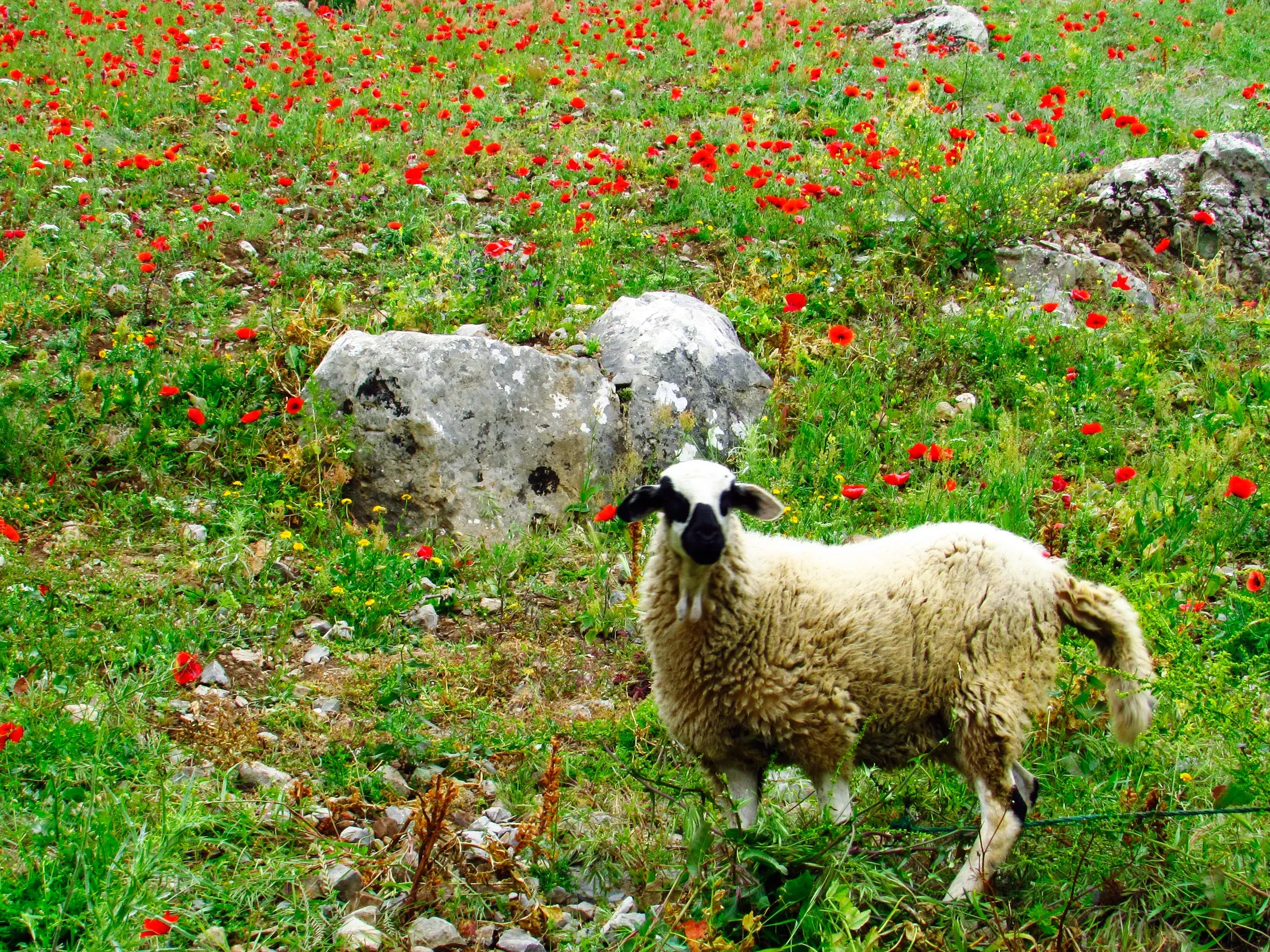 Ein Schaf mit schwarzem Gesicht weidet auf einer grünen Wiese mit roten Mohnblumen im Rif-Gebirge in Nordmarokko.