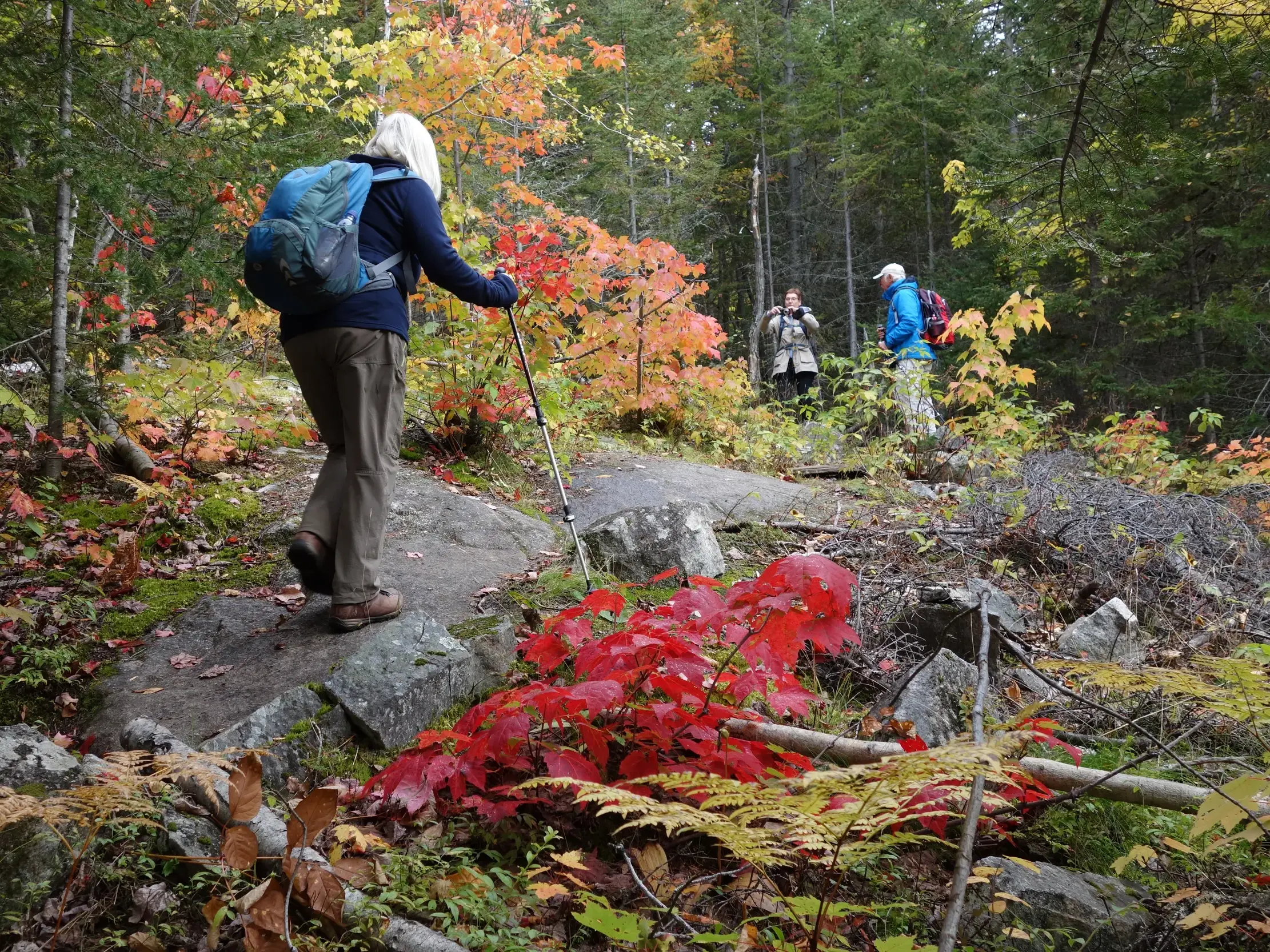 Eine kleine Wandergruppe mit Rucksäcken auf einem Trekkingpfad im farbenfrohen Indian Summer Wald in Québec.