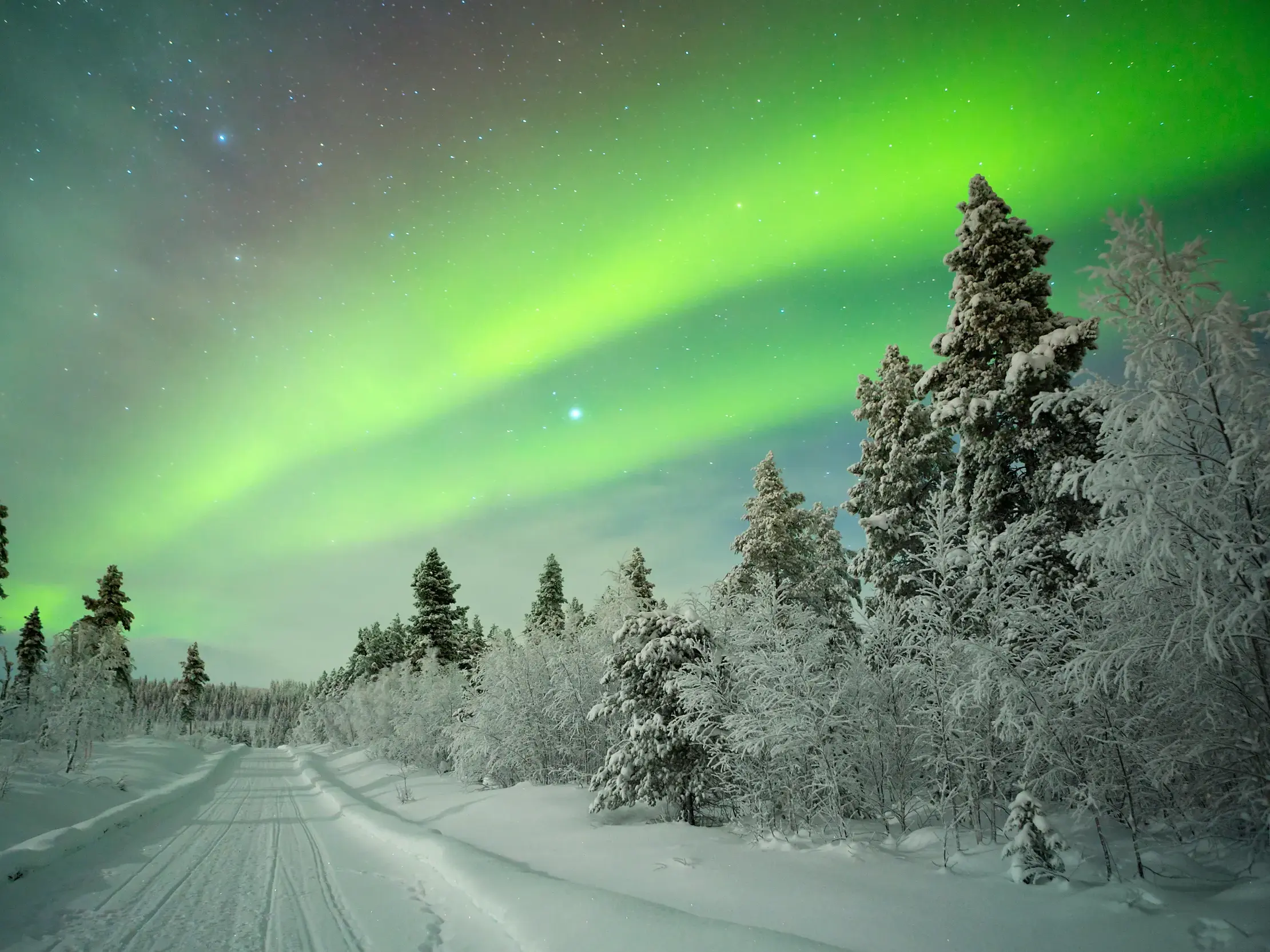 Grüne Nordlichter am Sternenhimmel über verschneiten Nadelbäumen und einem Winterweg in Lappland