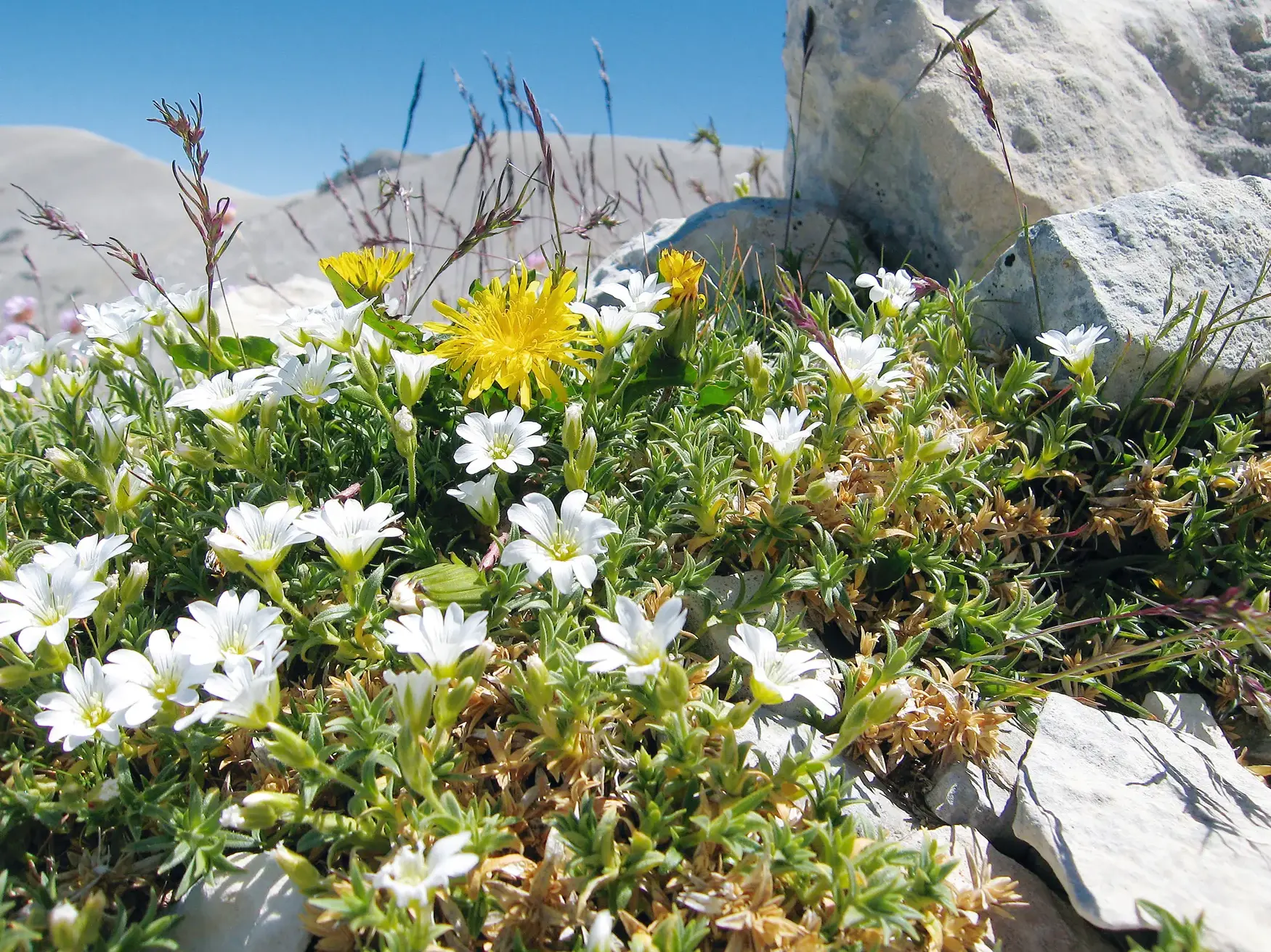 Nahaufnahme weißer und gelber Bergblumen, die auf einer steinigen Wiese im Nationalpark Gran Sasso in den Abruzzen blühen.